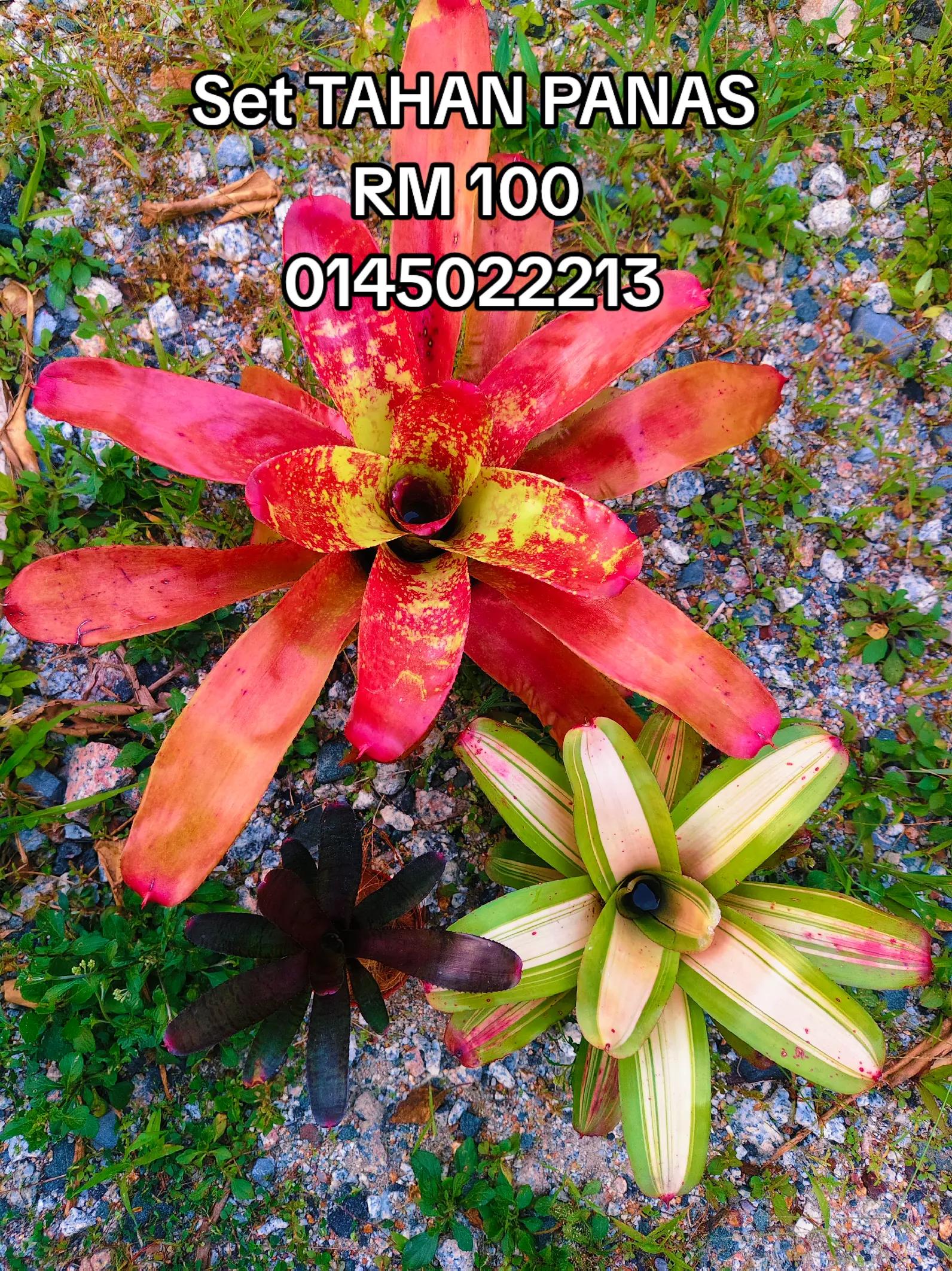 @MEKNA Garden