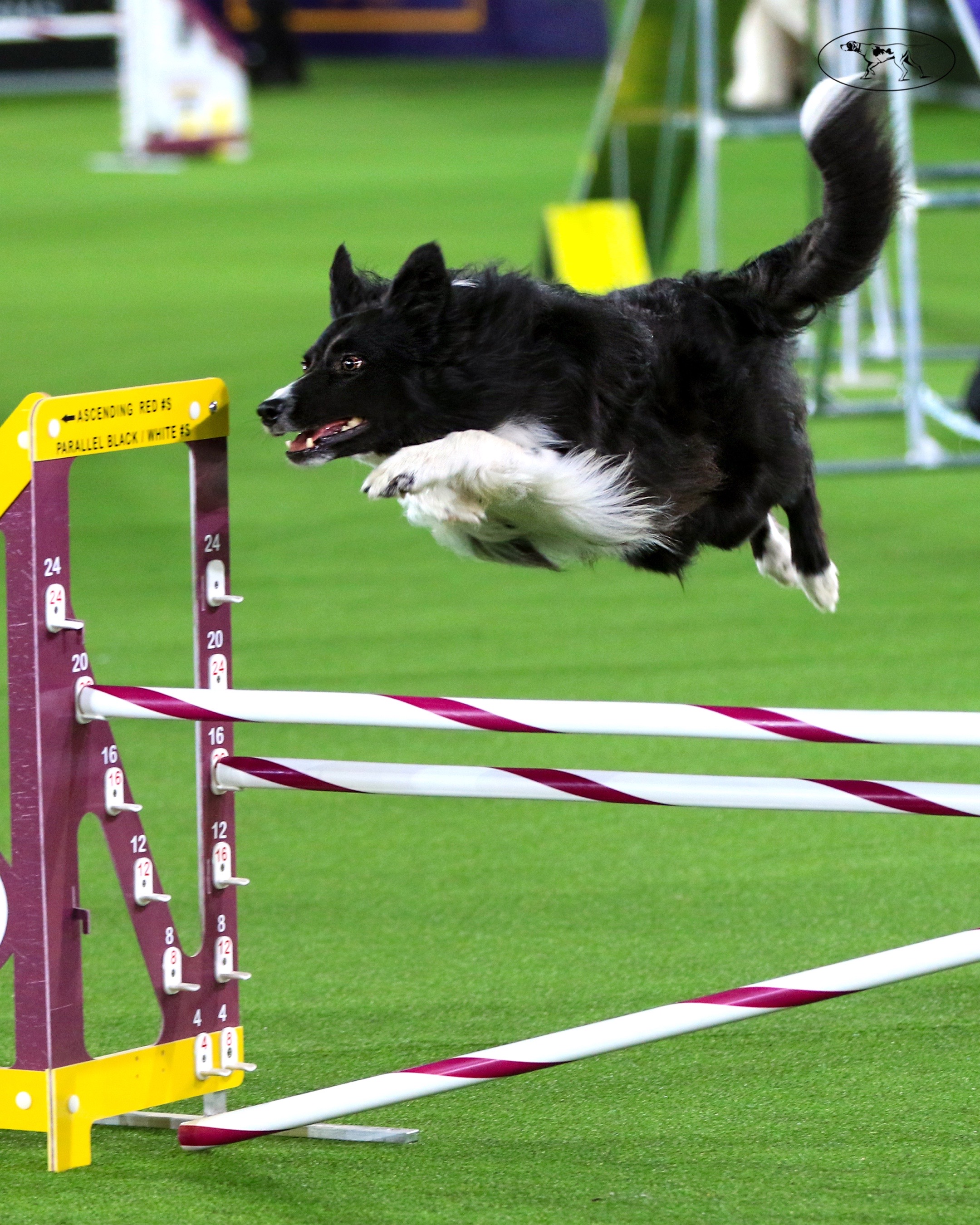 @Westminster Kennel Club