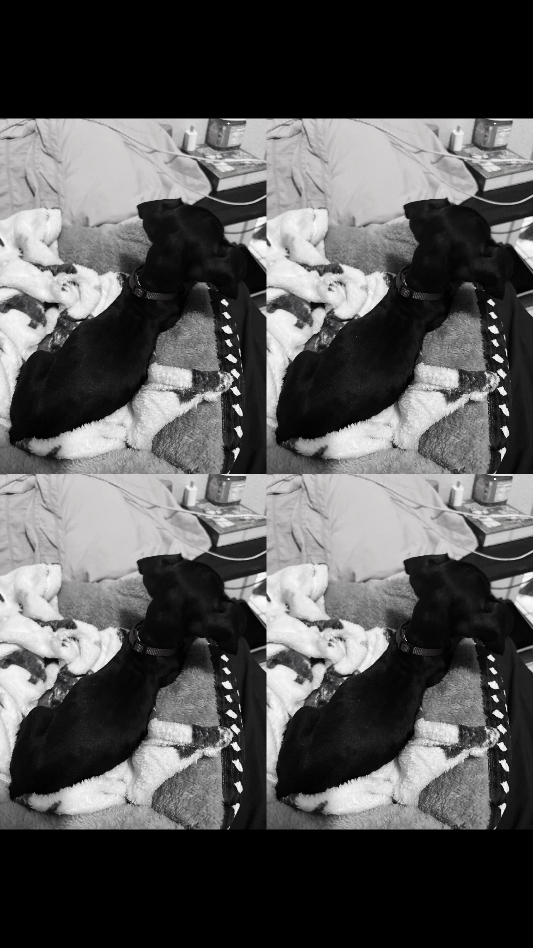 @•Bella•