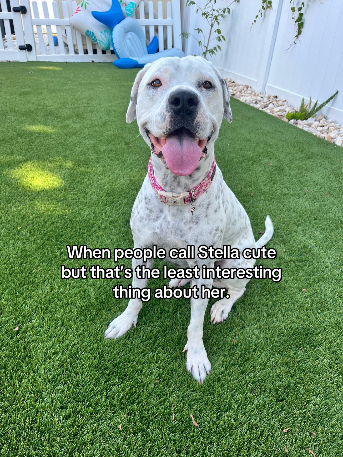 @StellatheDeafBulldane