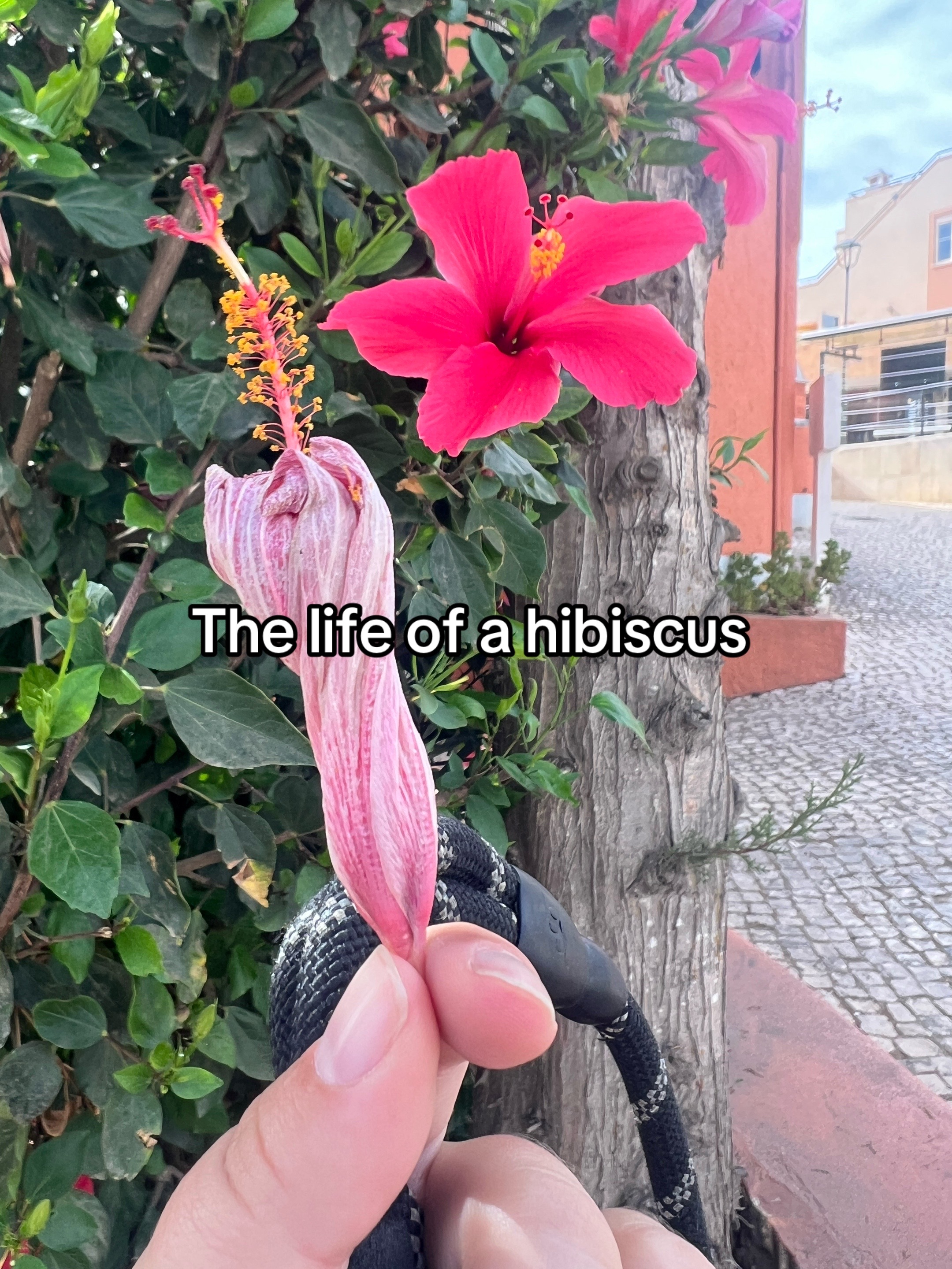 @Taylor & Mike: Life Abroad🇵🇹