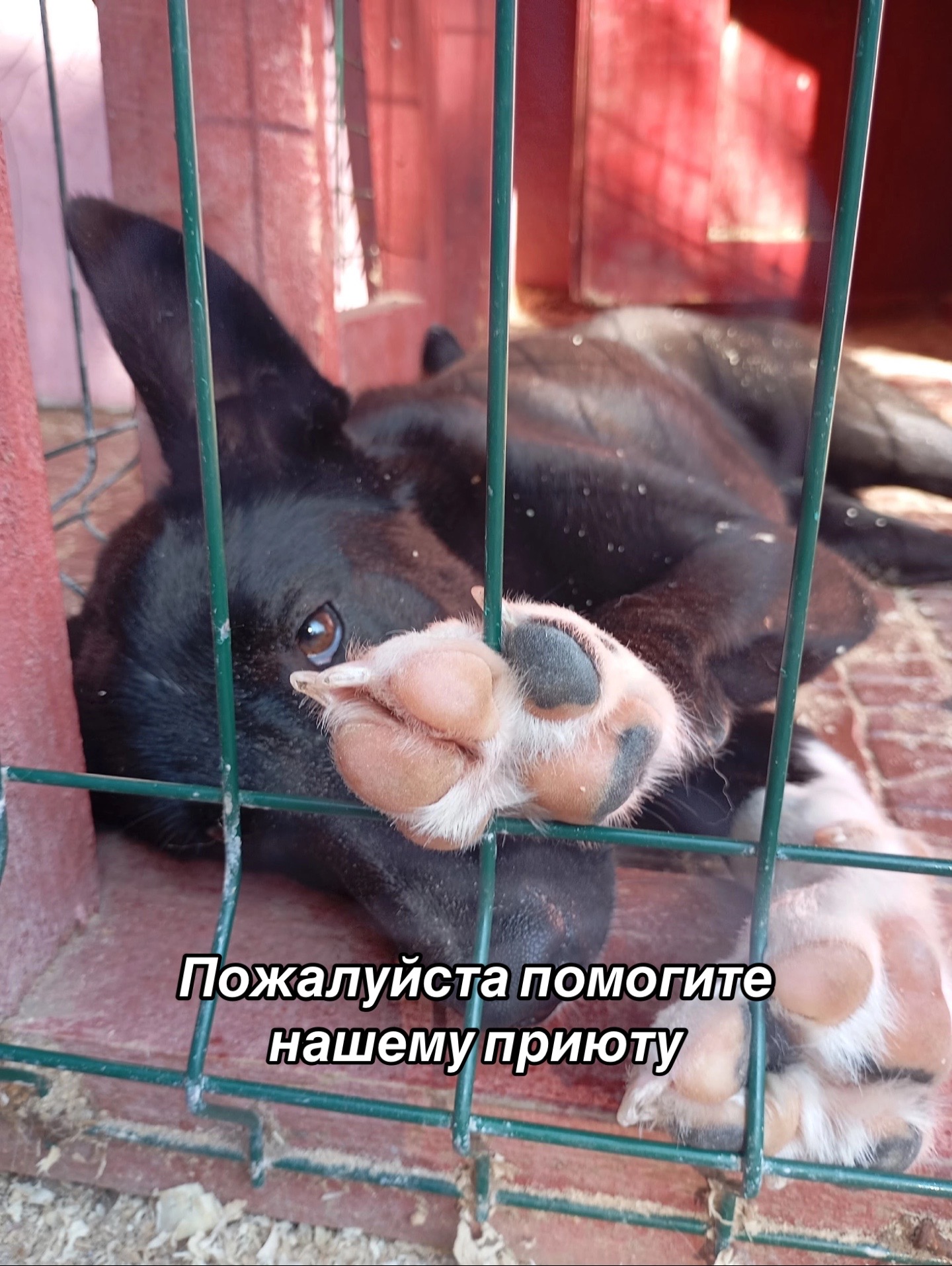 @Приют Потеряшка