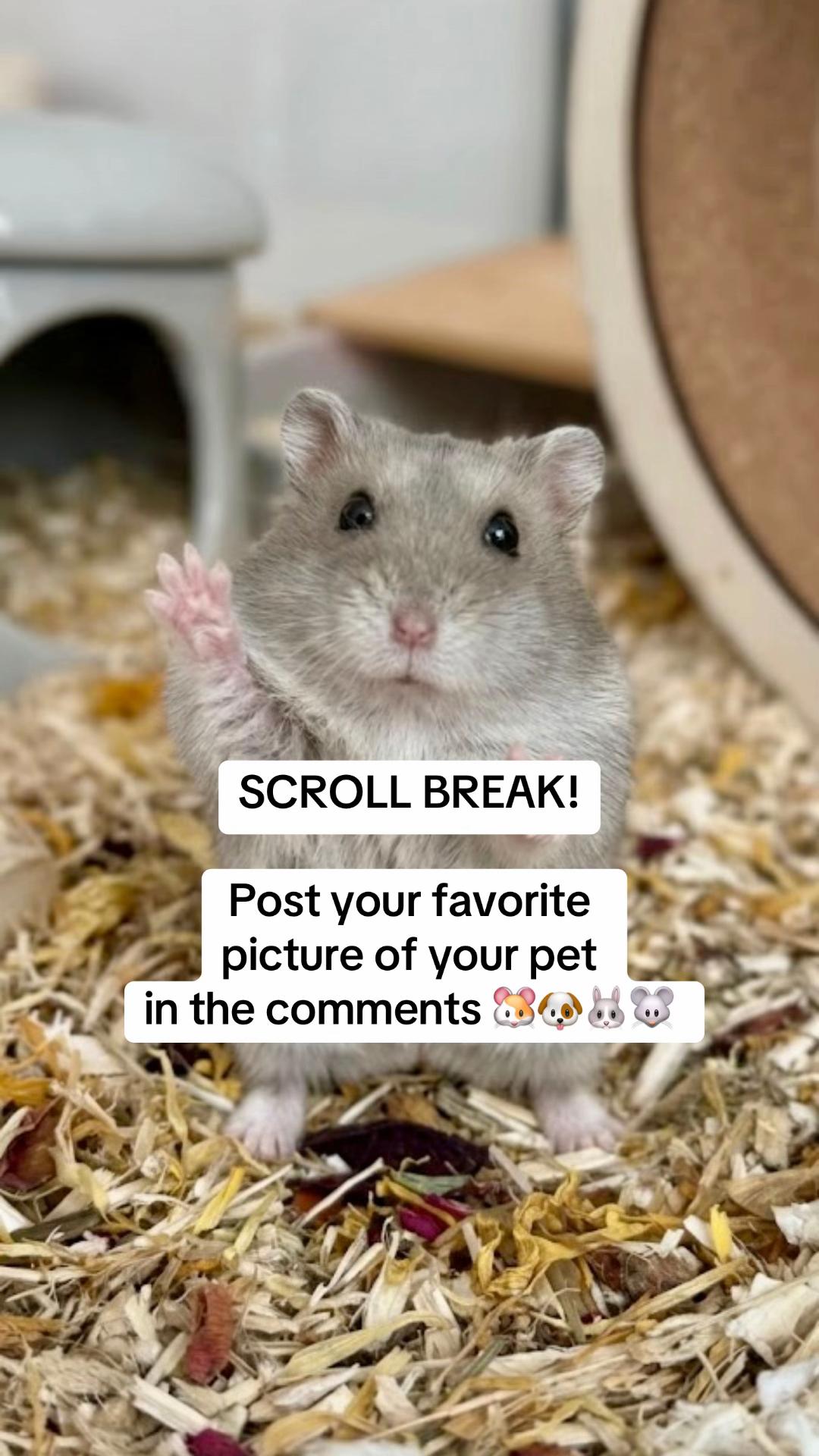 @peanutthehamster1
