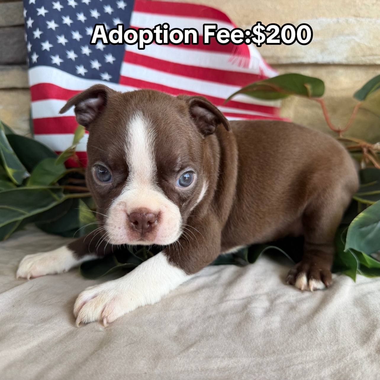@Boston terriers puppies