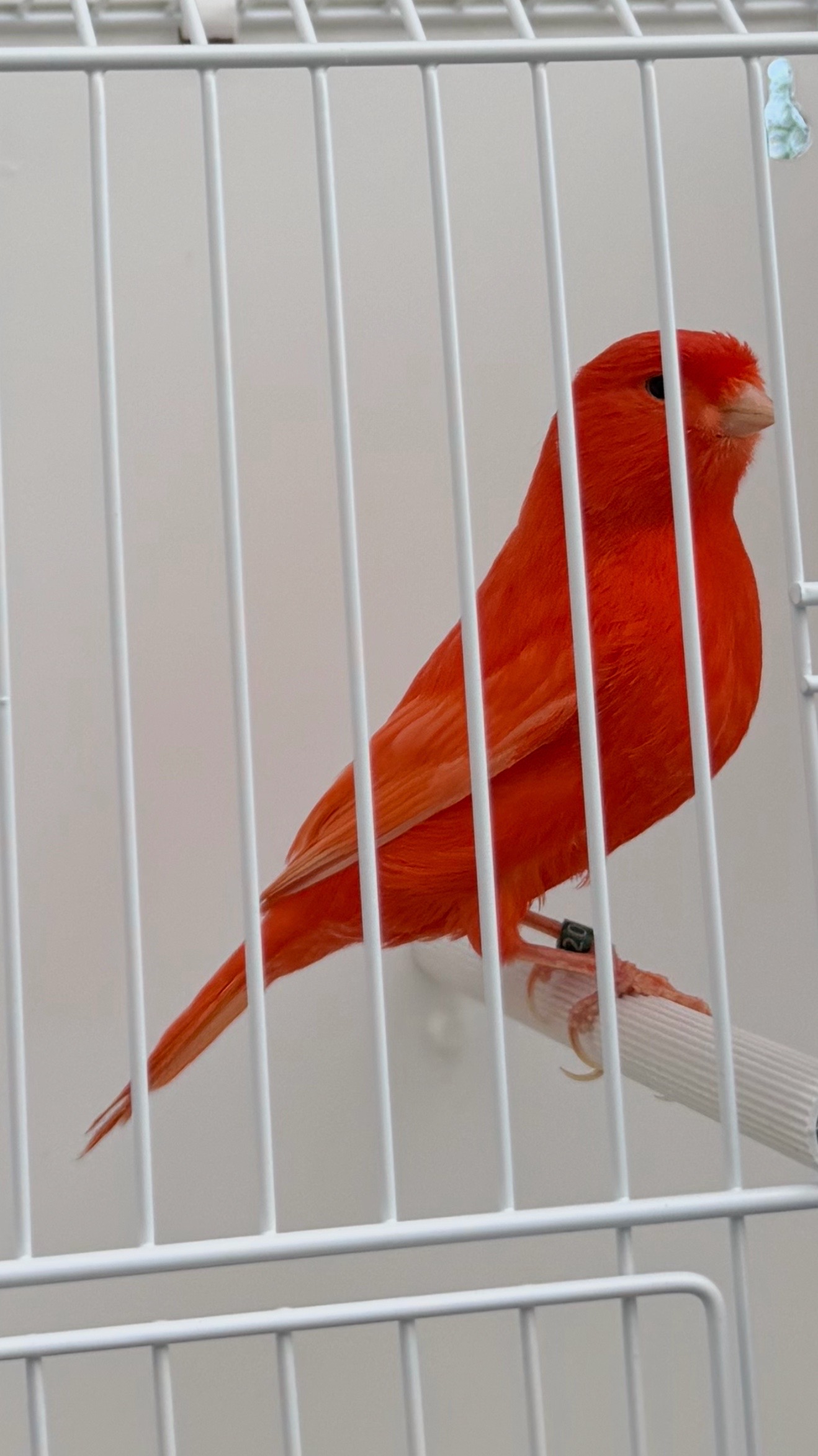 @AviarioUre&ntilde;a