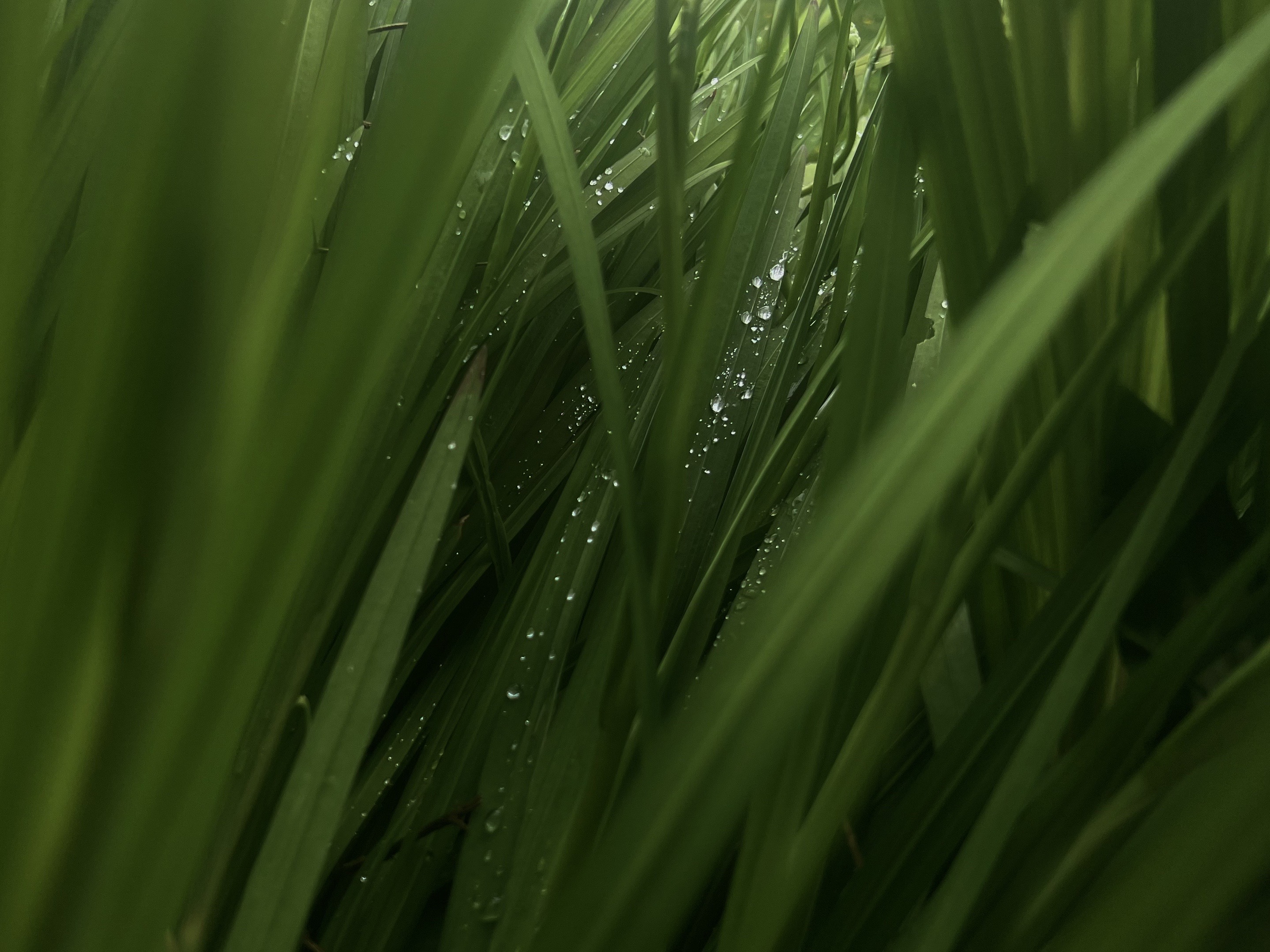 @greenembryo