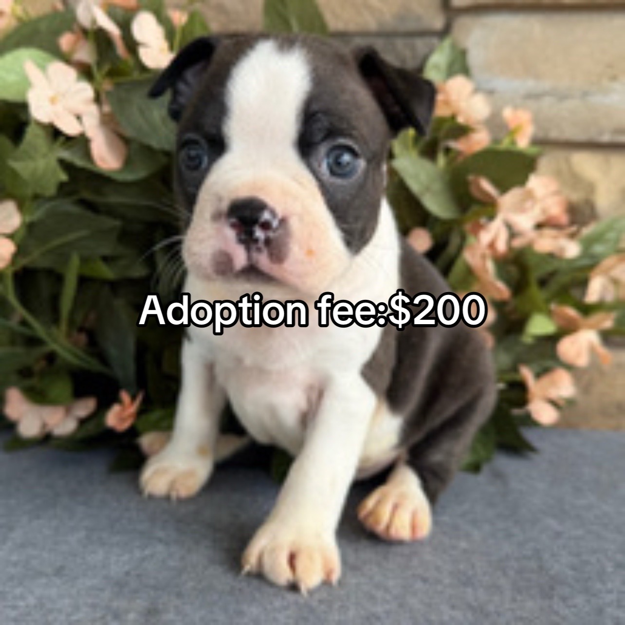 @Boston terriers puppies