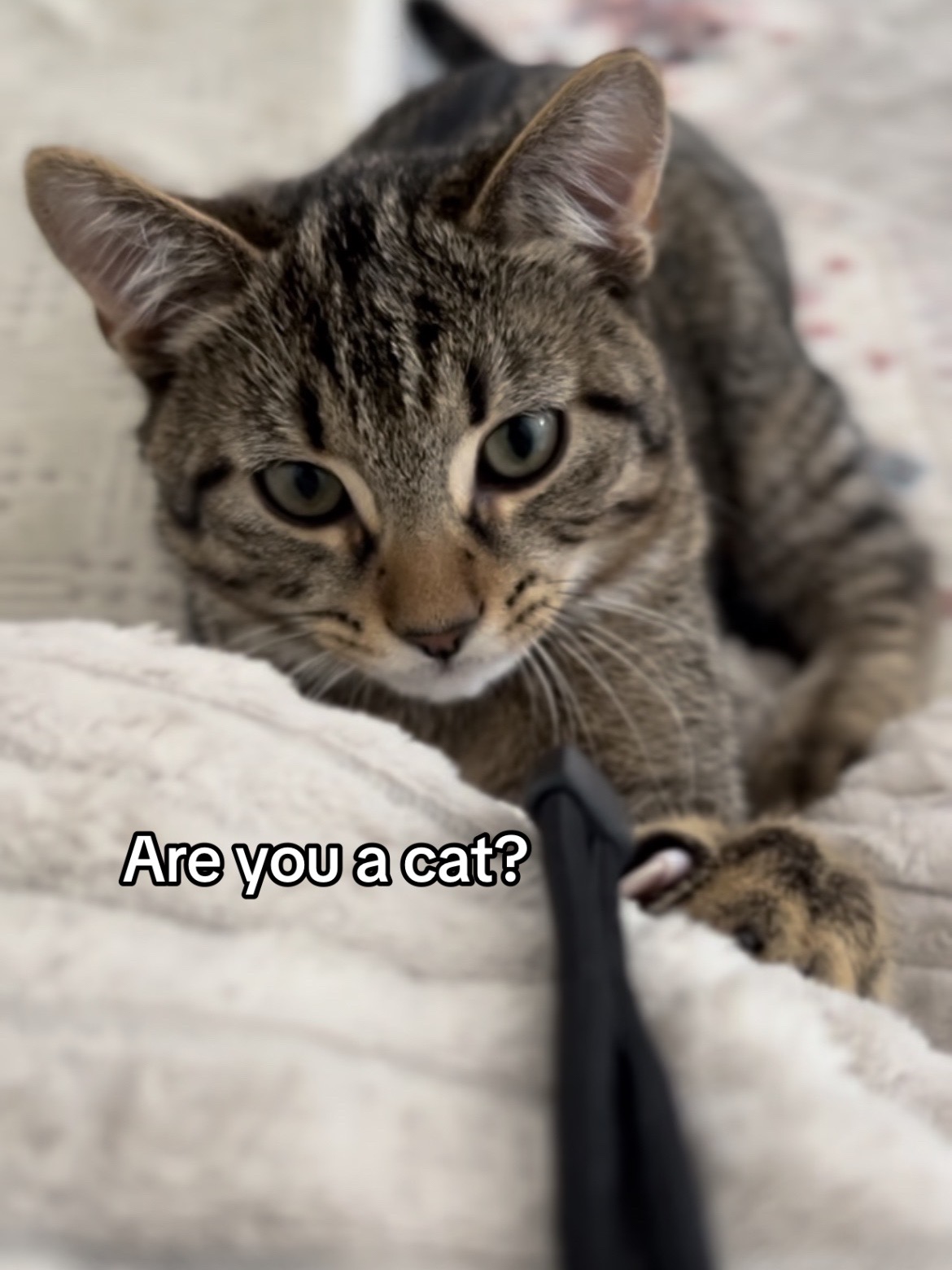 @Haadi 🐱