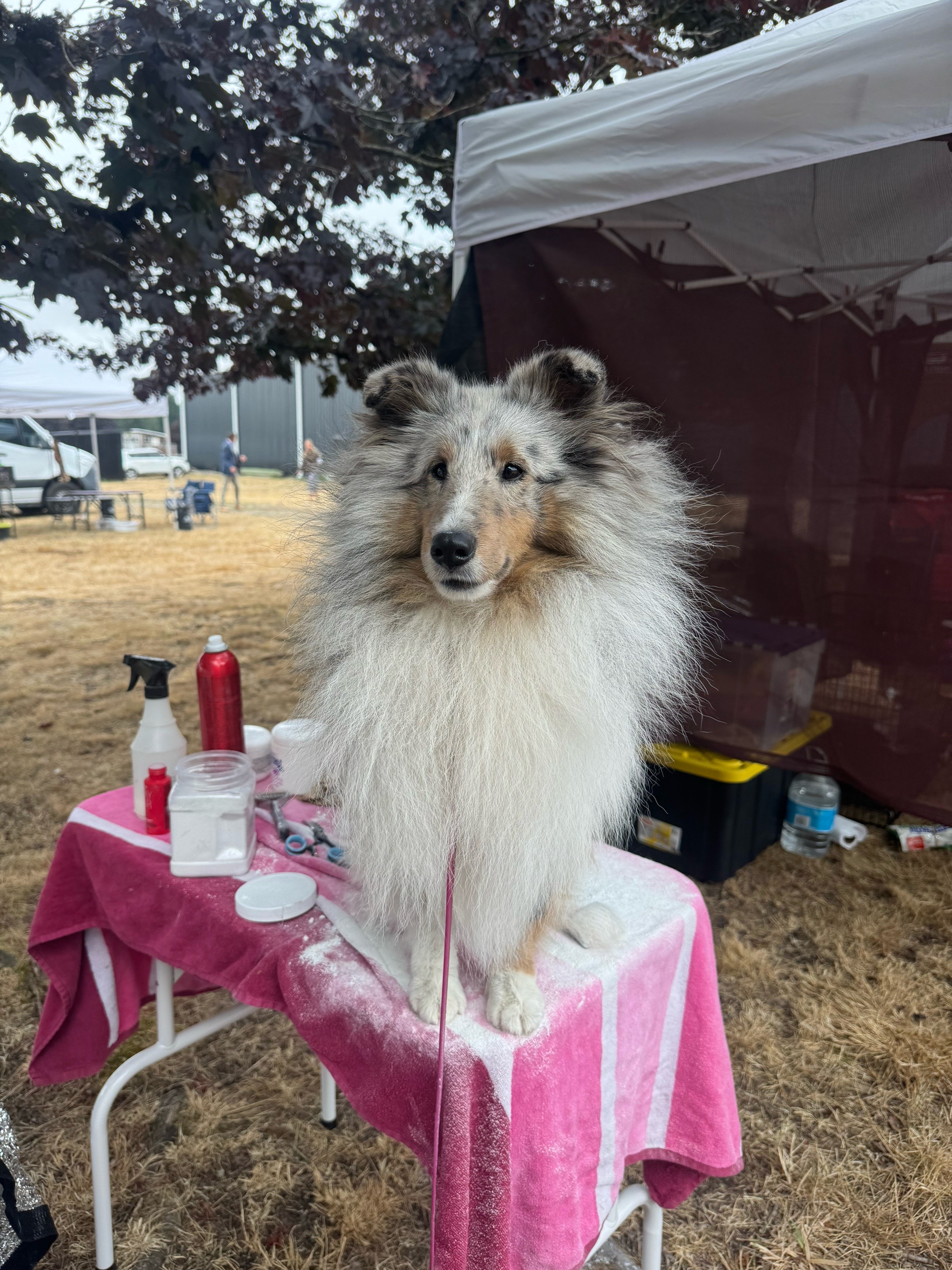 @Heather Discovery Canine Adv.