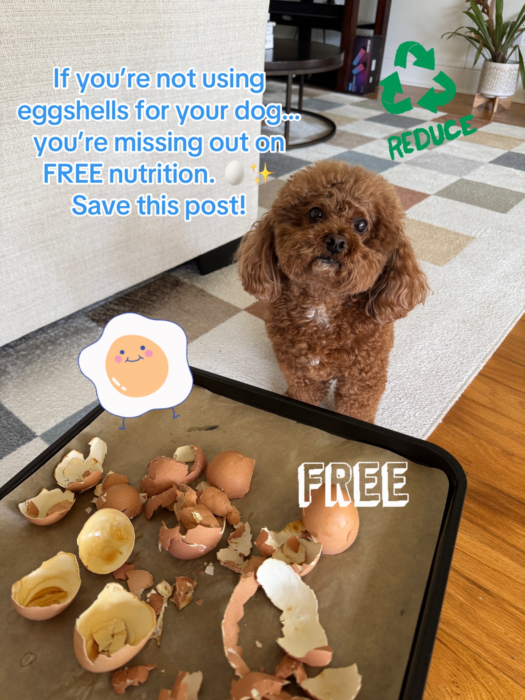 @Gizmo🧸