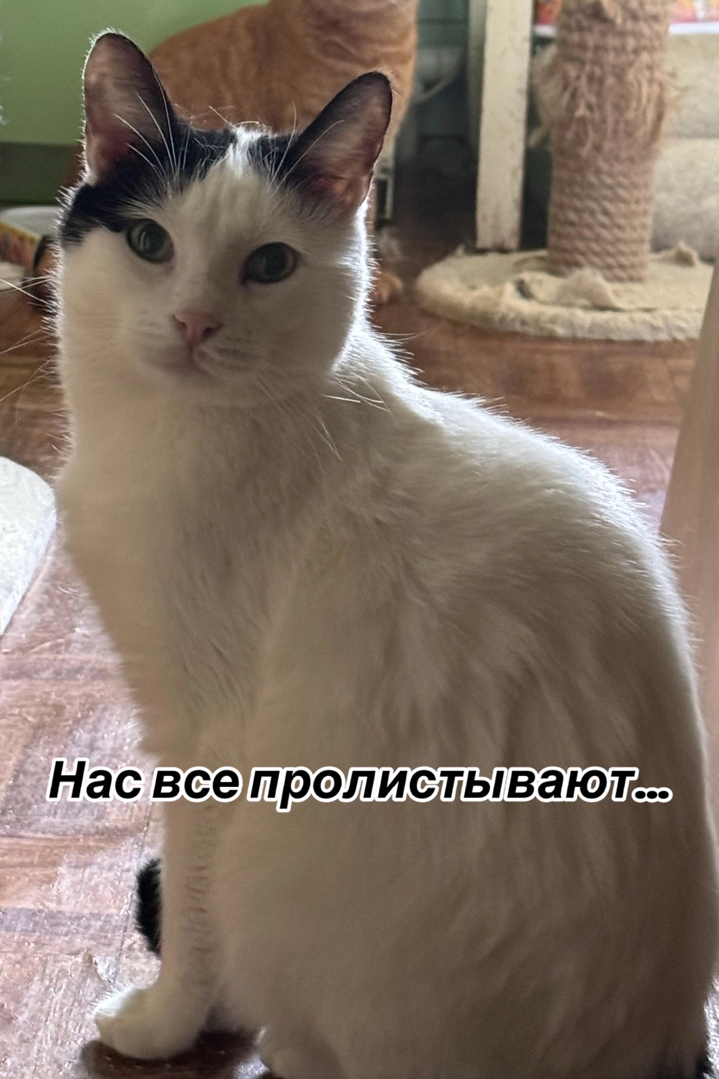 @Приют Потеряшка