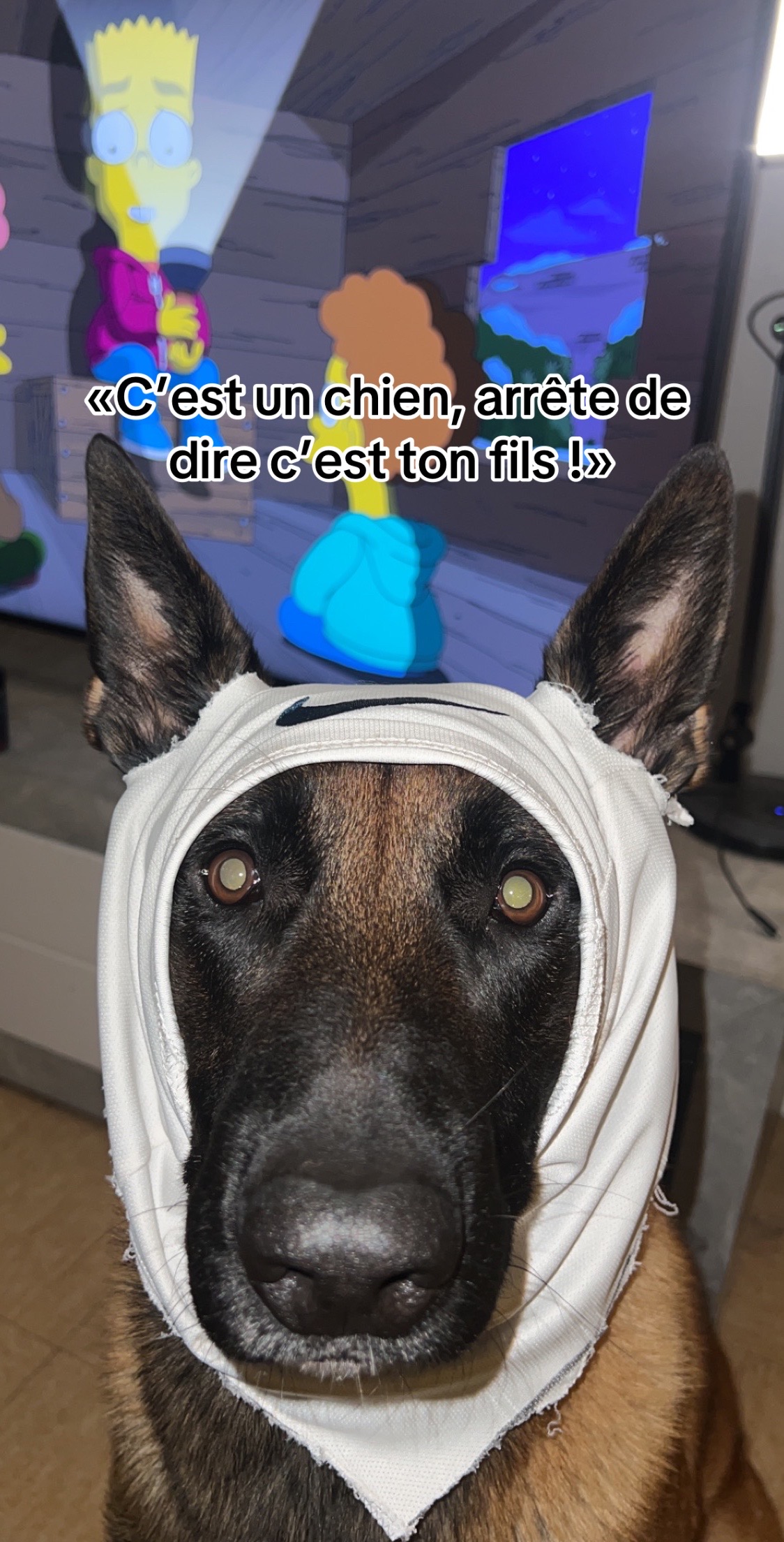 @Rios le malinois 🐕