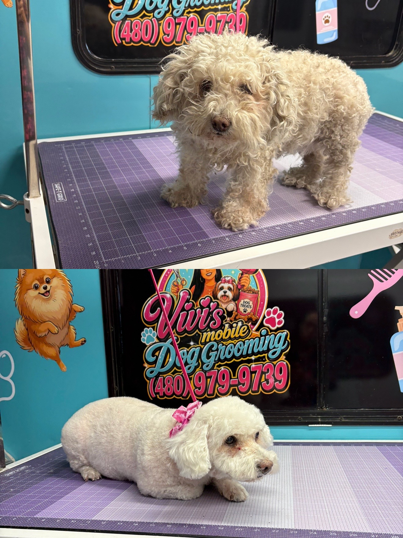@Vivismobiledoggrooming