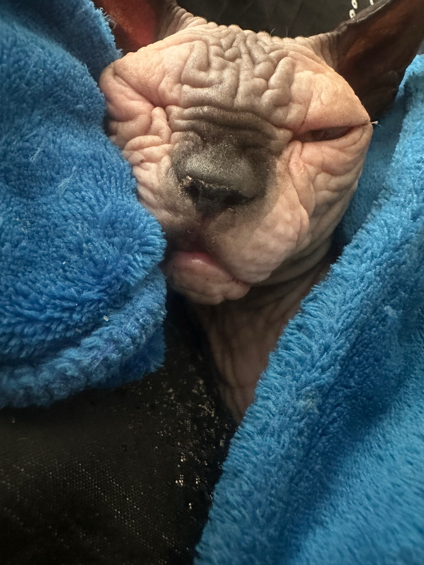 @MySphynxLife