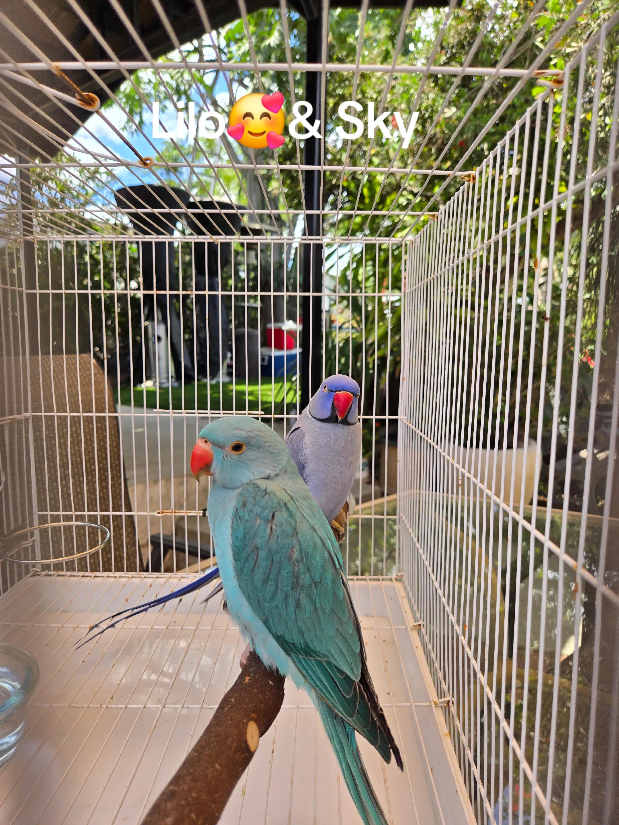 @lilotheparrot & Sky