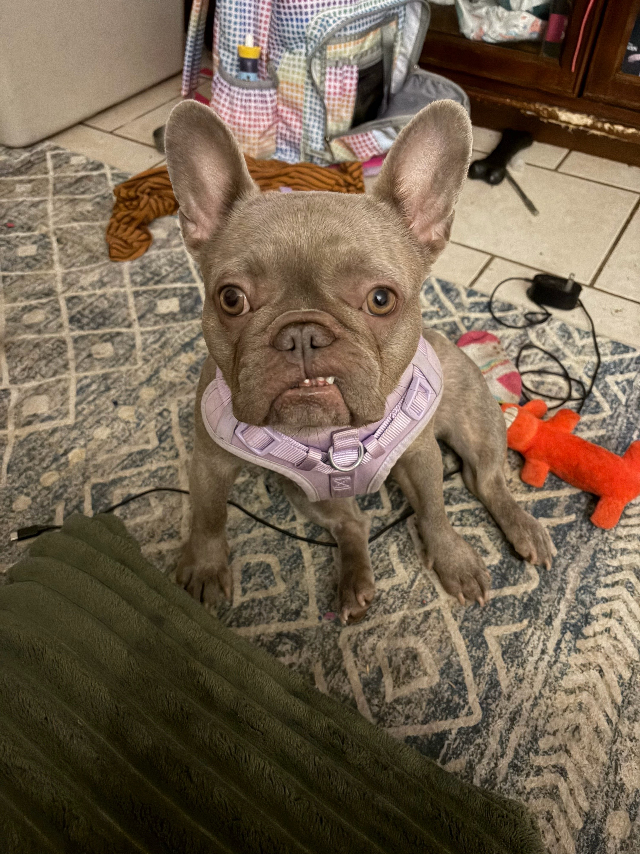 @dihhnika🧁🫧🐾