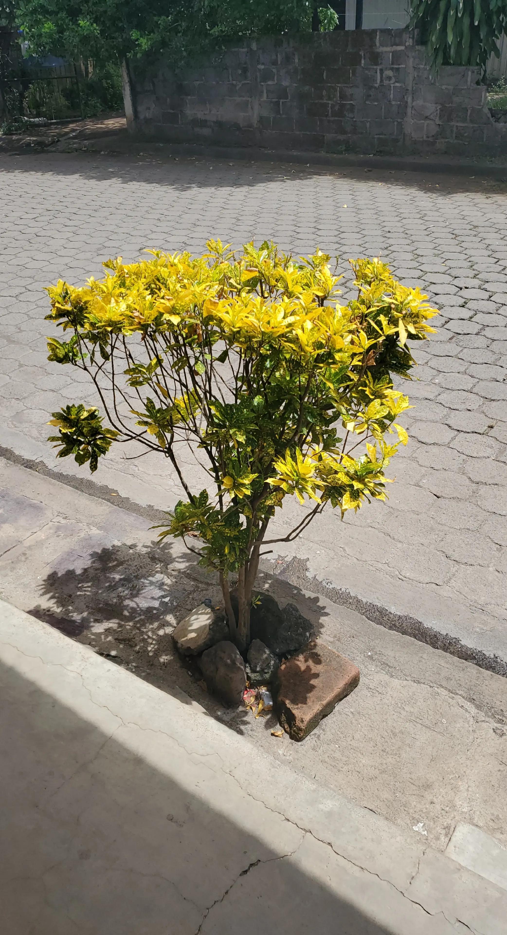 @La Roconola
