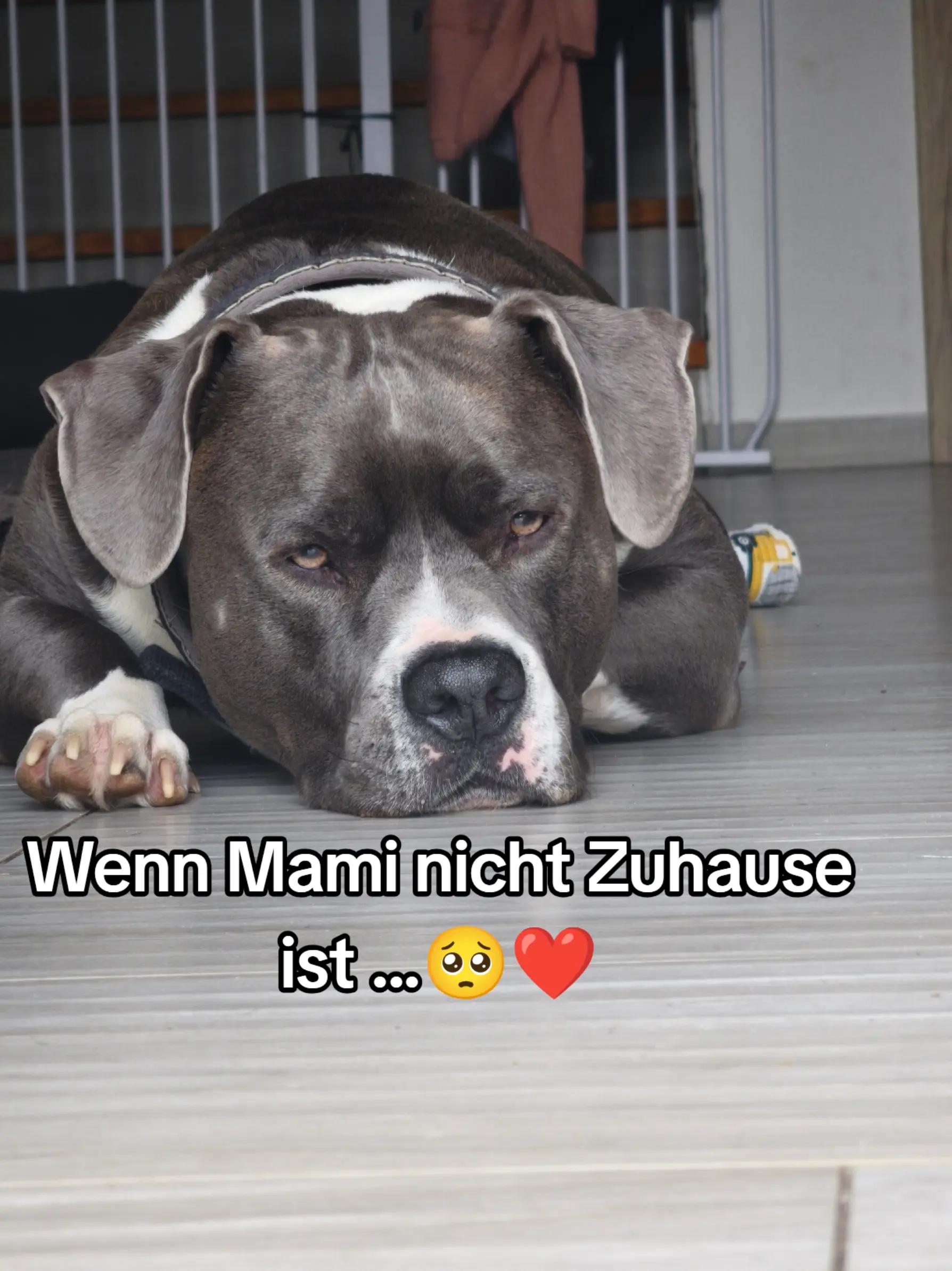 @Kampfschmusser_Nero🖤