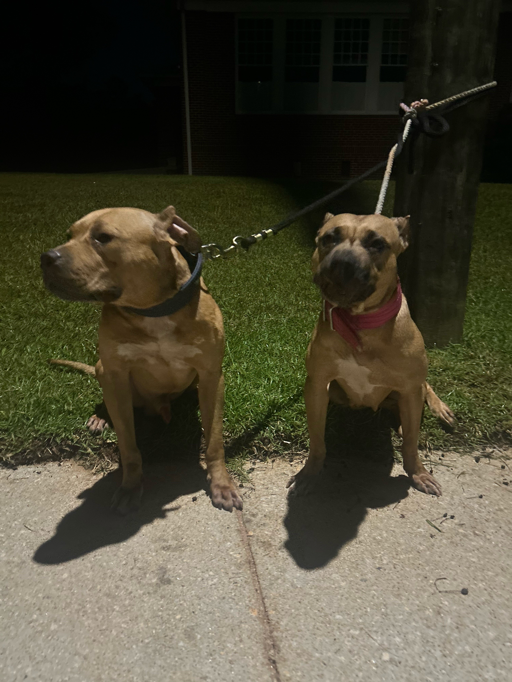 @Real Country Kennels