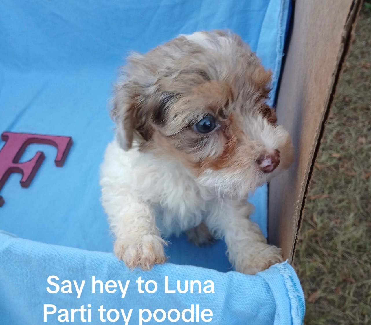 @Shortcake_kennel_2