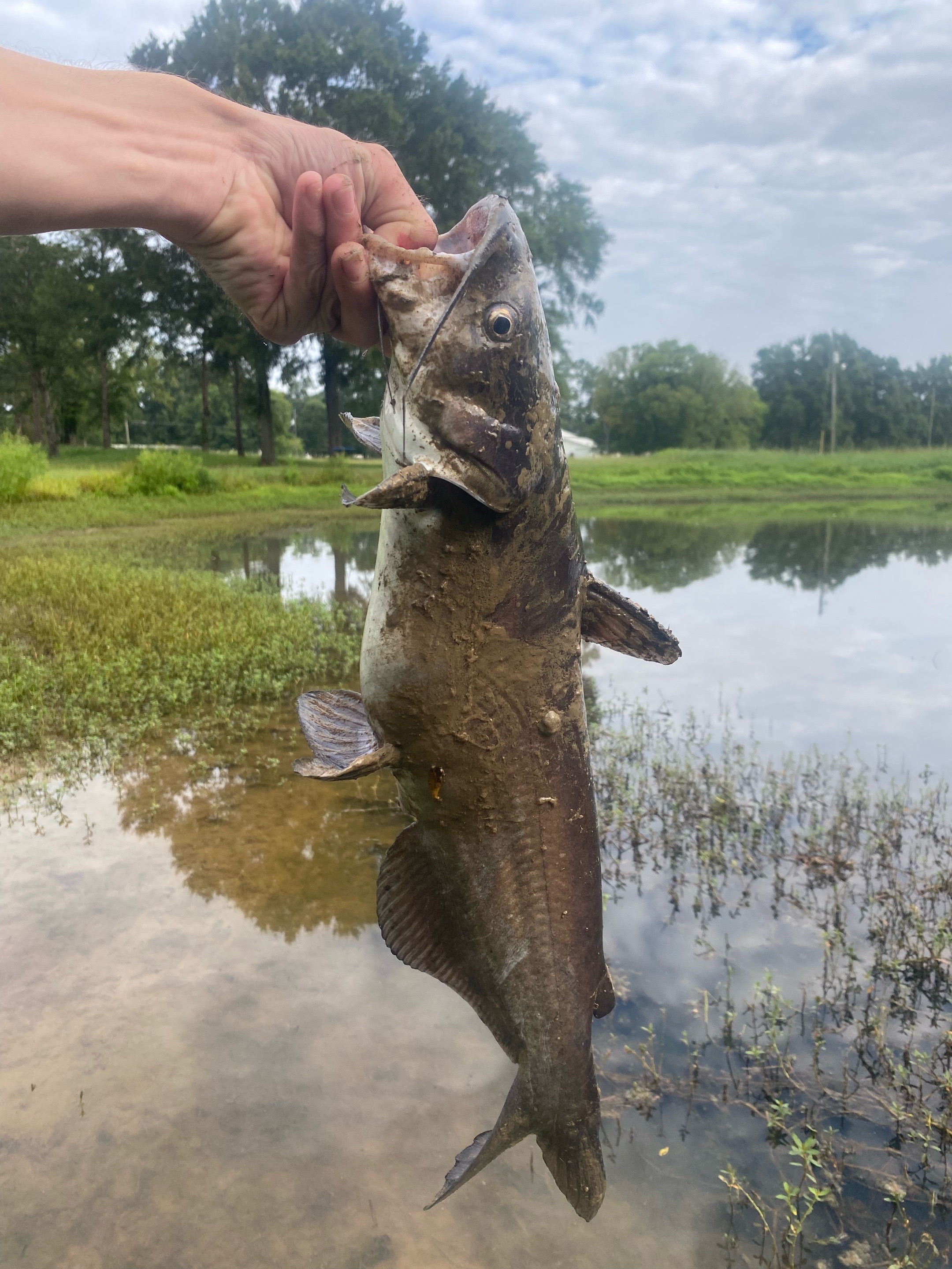@wood.fishing