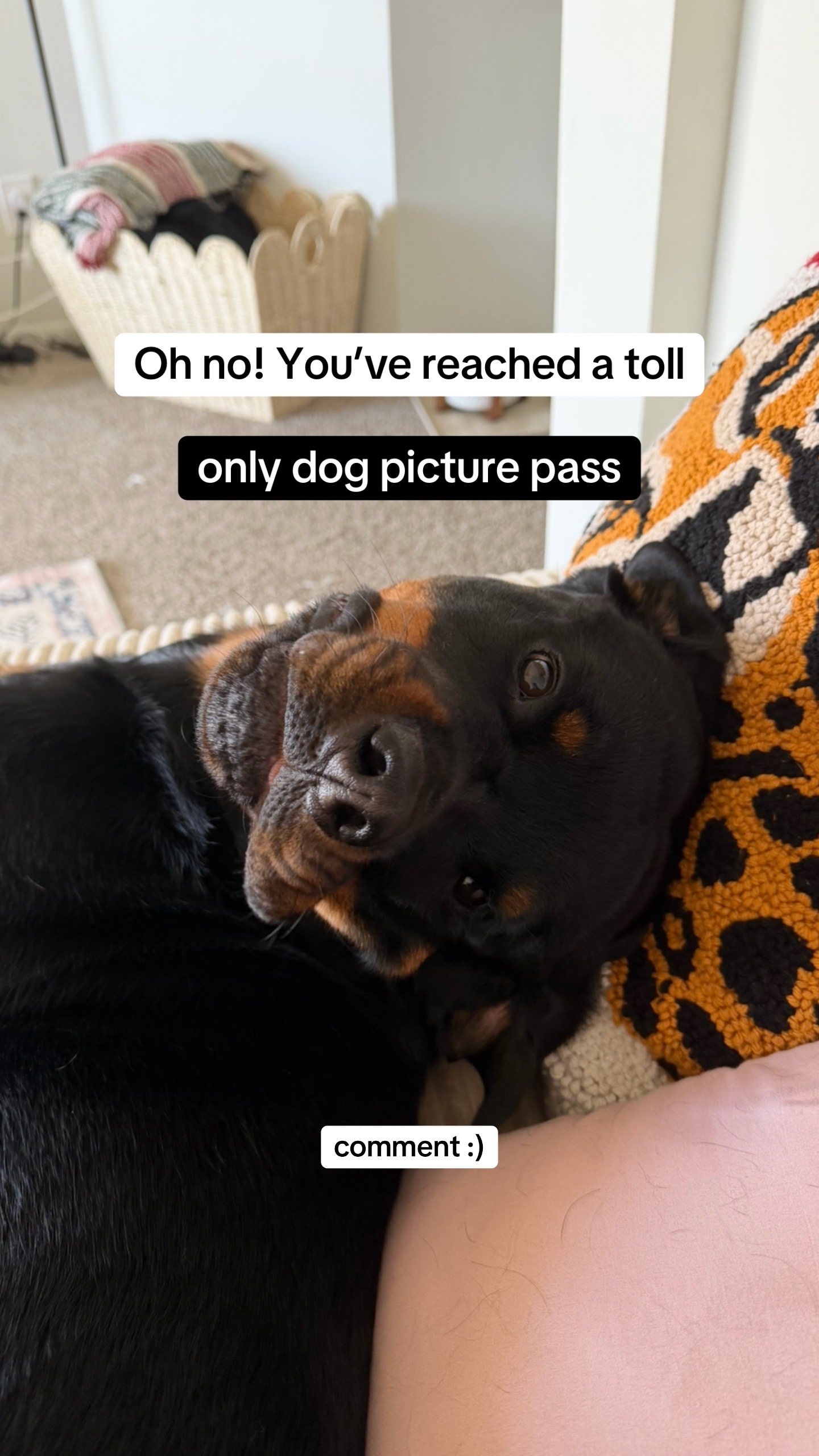 @Mia the Rottie