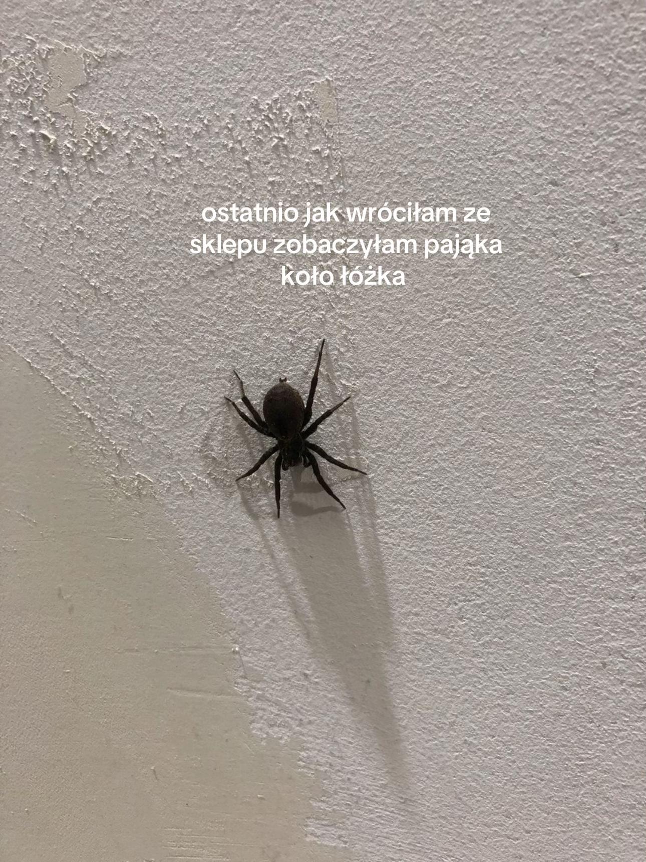 @nelxqs🐜