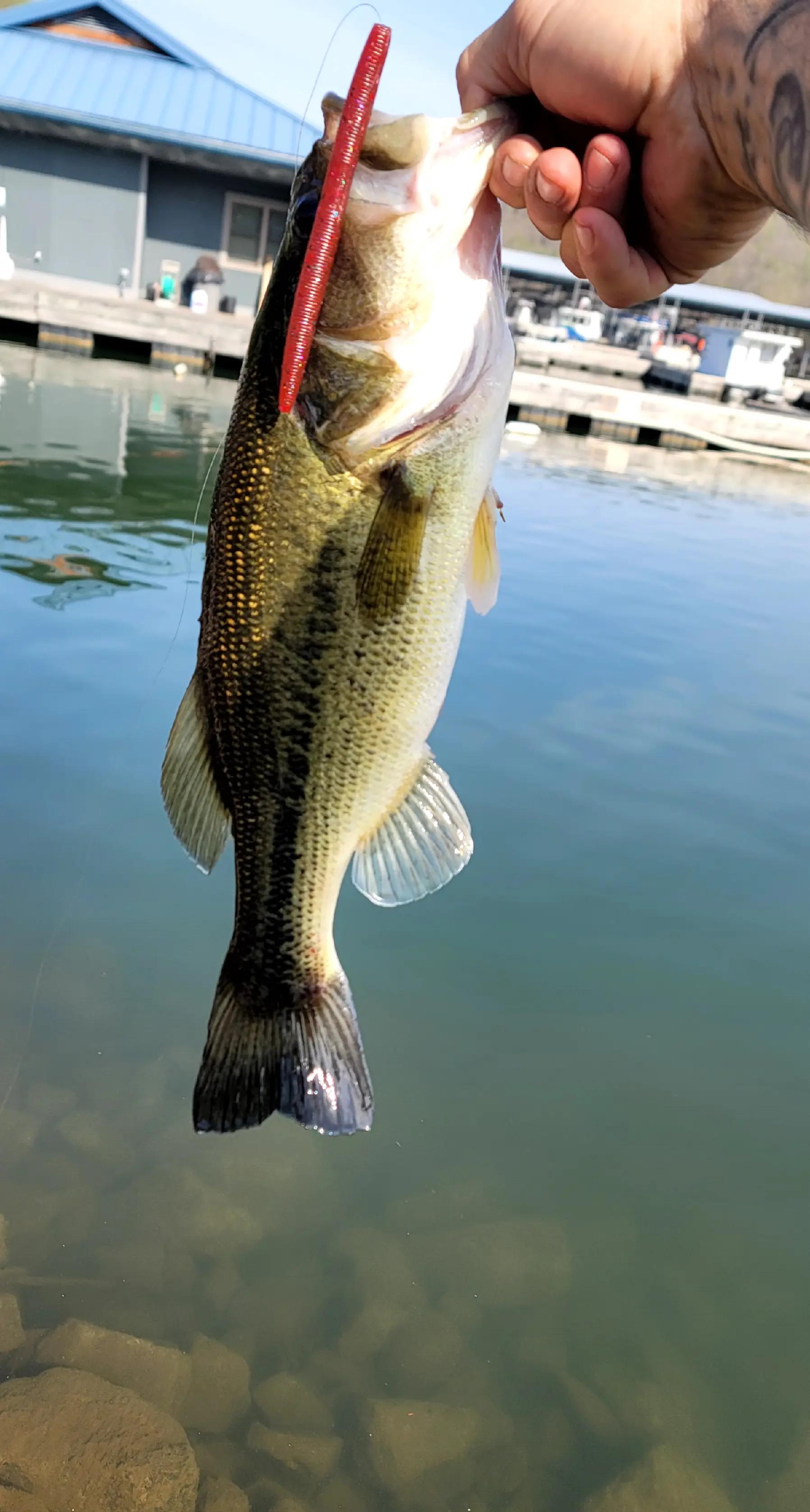 @ModestBaits