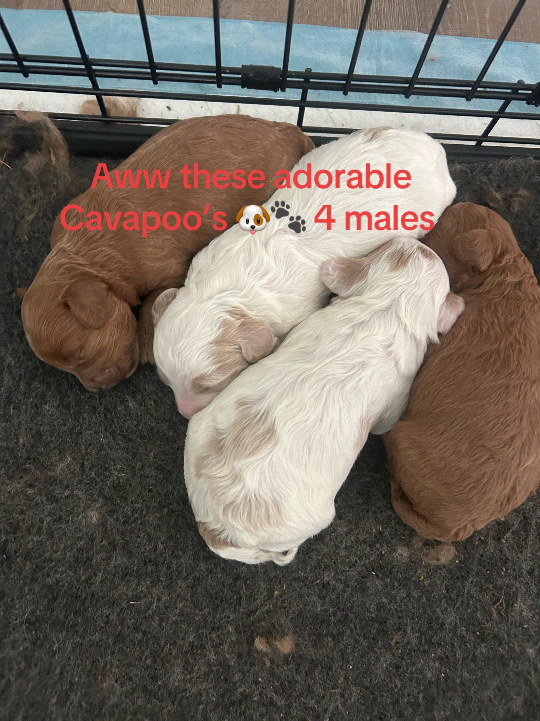 @Shortcake_kennel_2