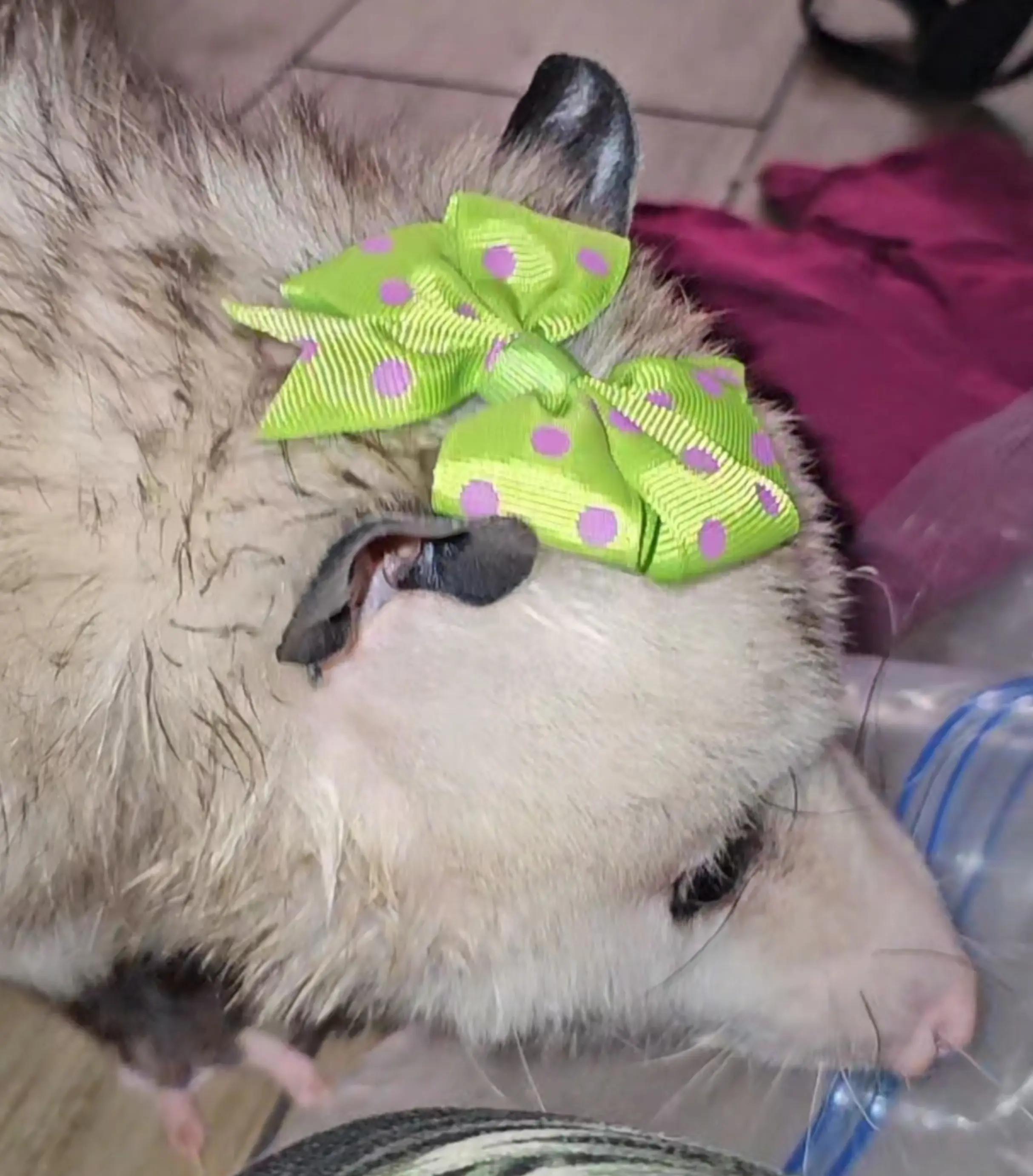 @OPOSSUMDAWGMOM