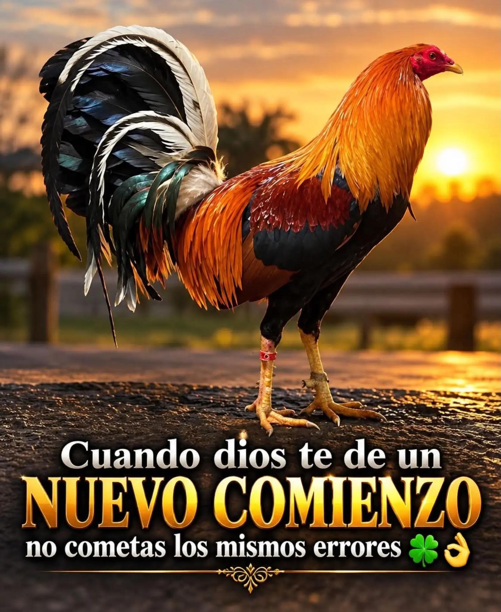 @☘️♥️❤️🔥 ELCOMPATONY❤️🔥♥️☘️