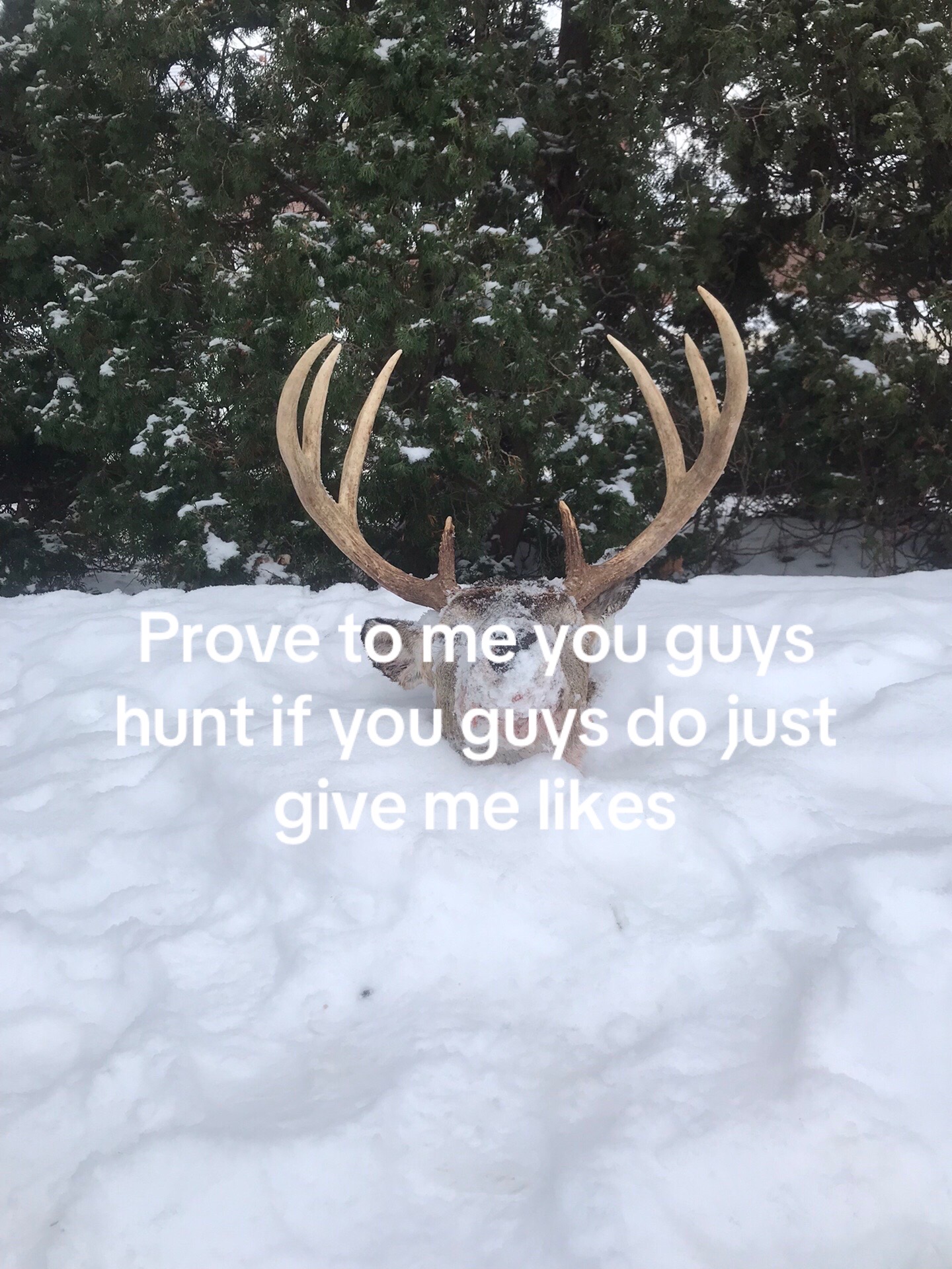 @bryceuph