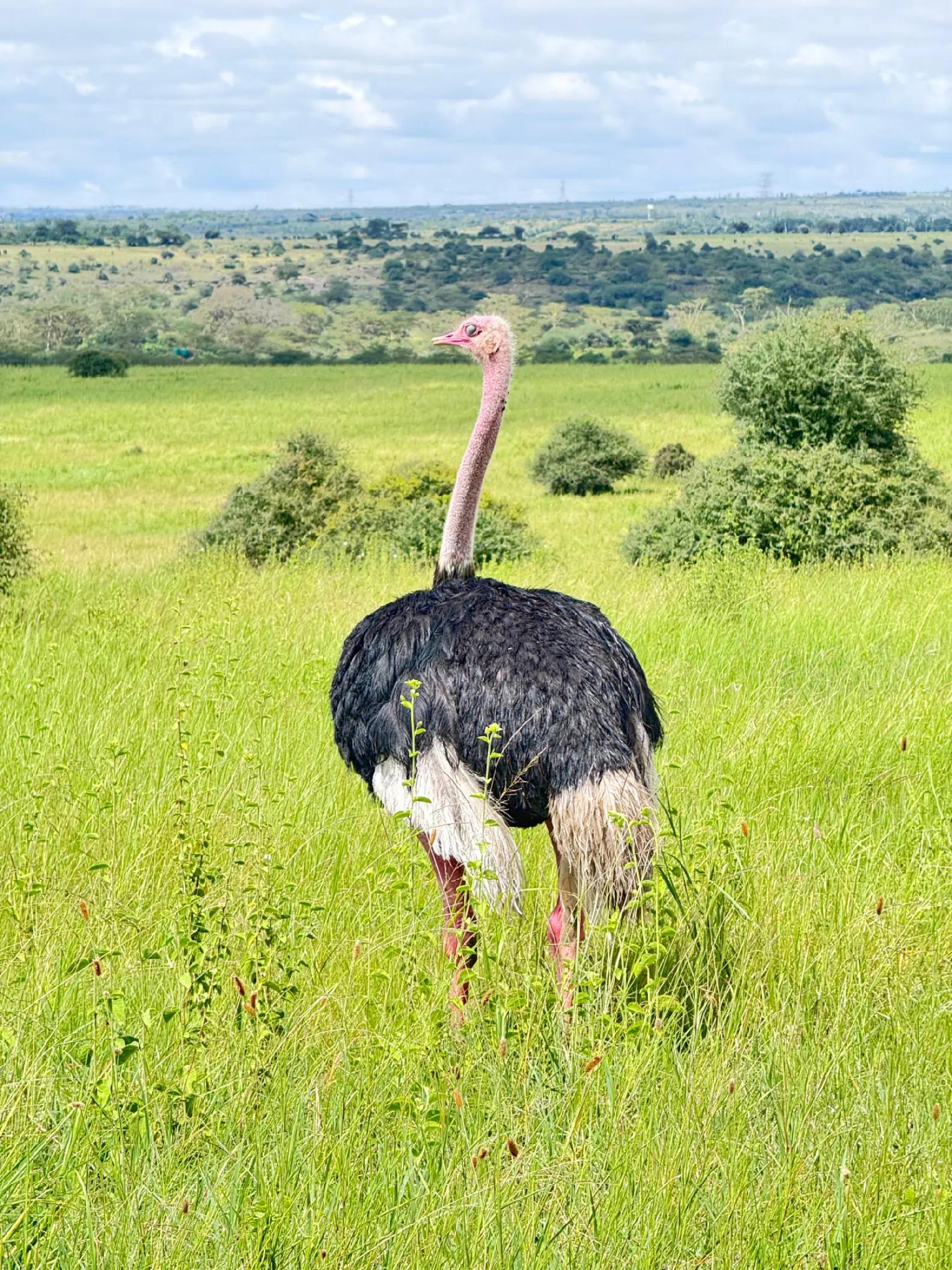 @uniquepreensafaris