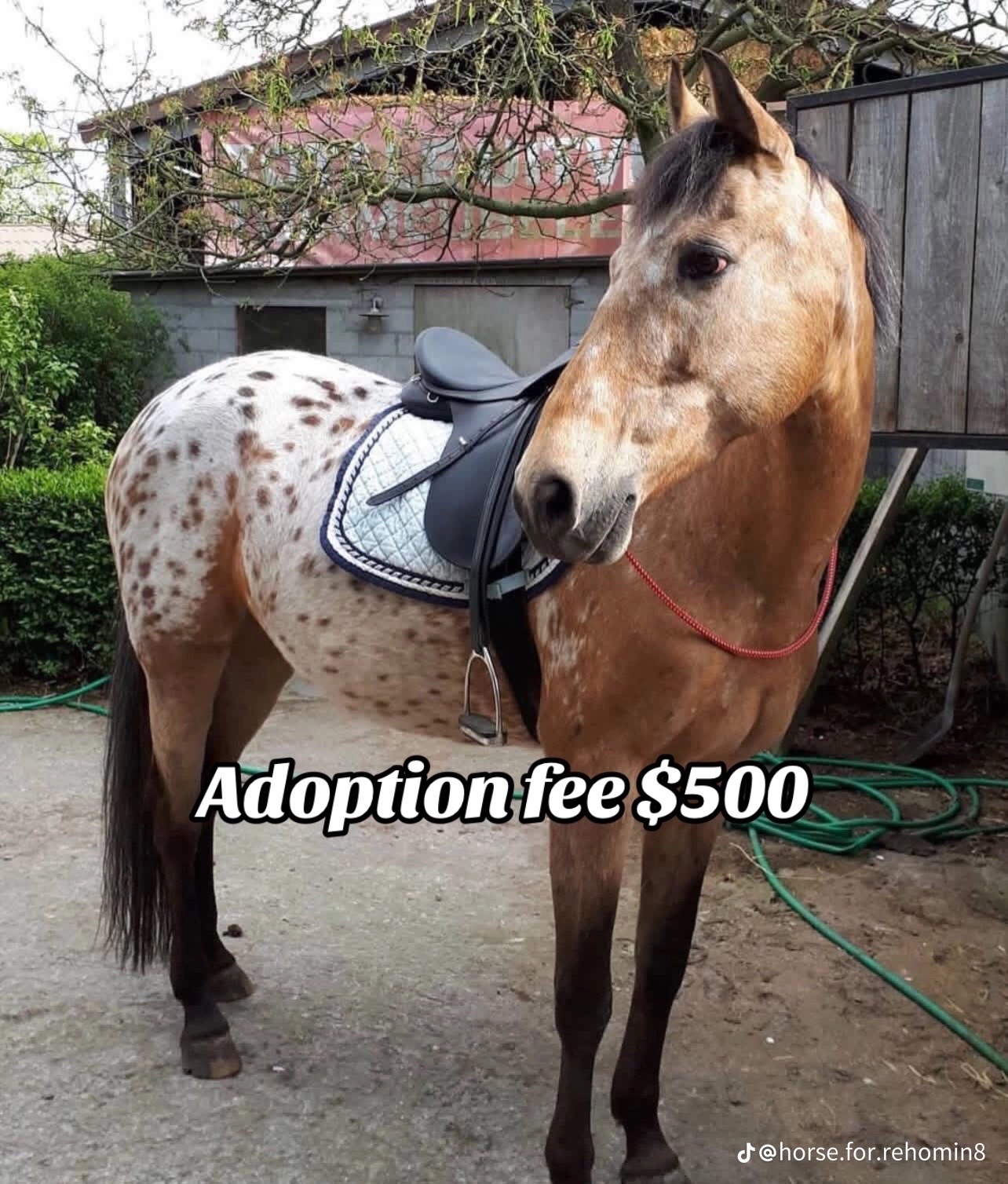 @PERFECT HORSES FOR ADOPTION