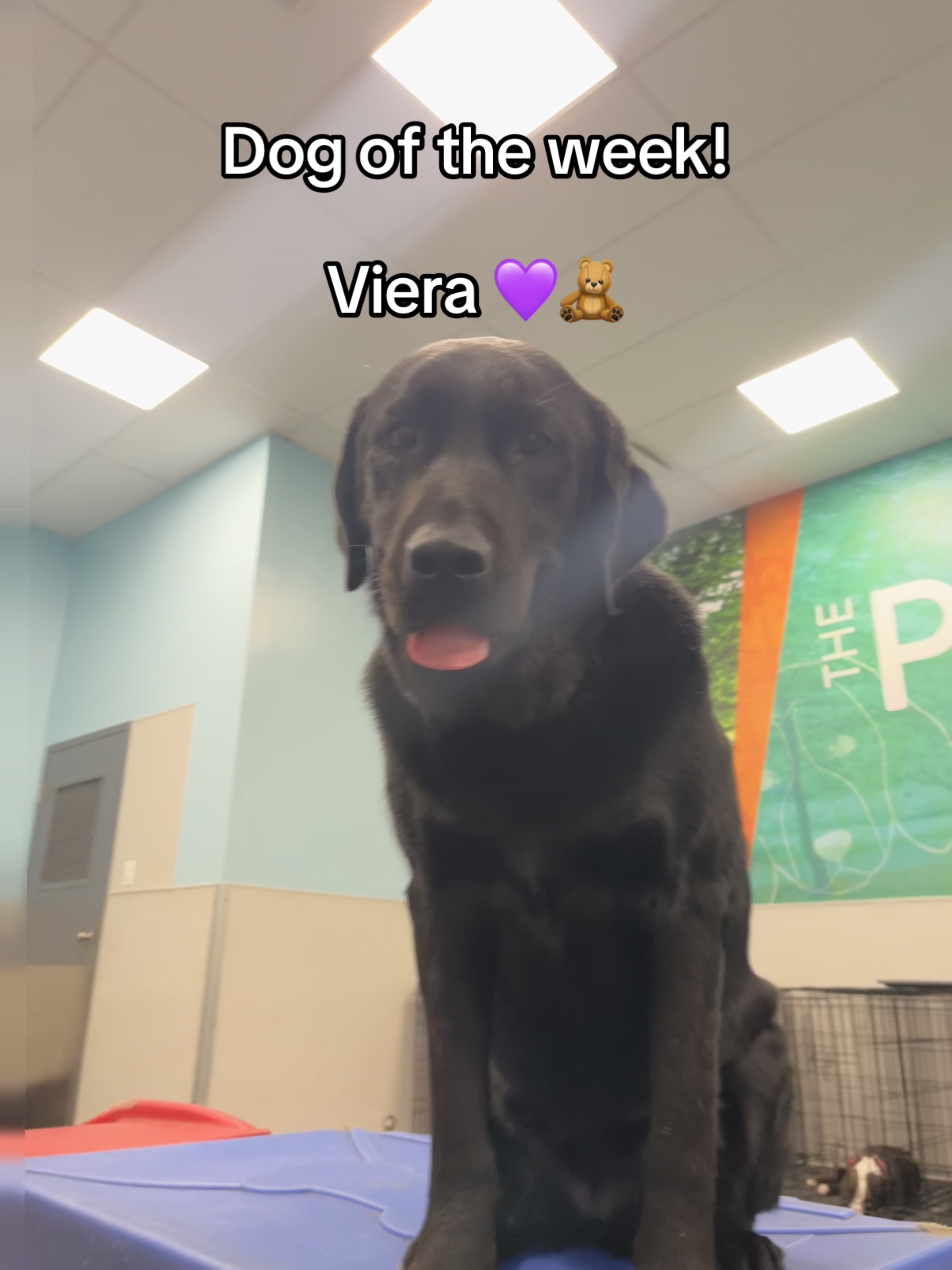 @Dogtopia South Ann Arbor
