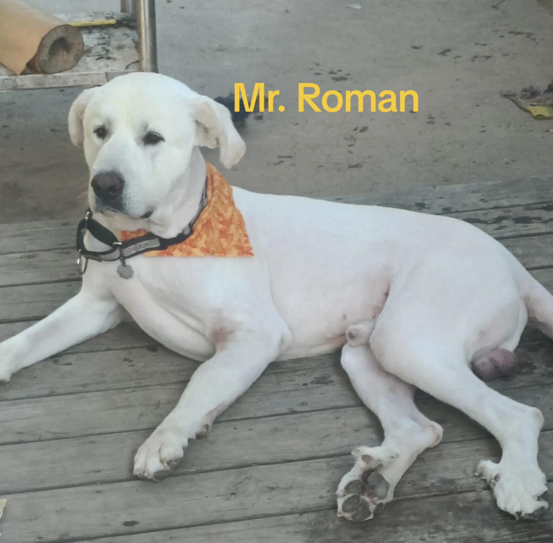 @Roscoe/BBQ Cook/Pitguy/Chef