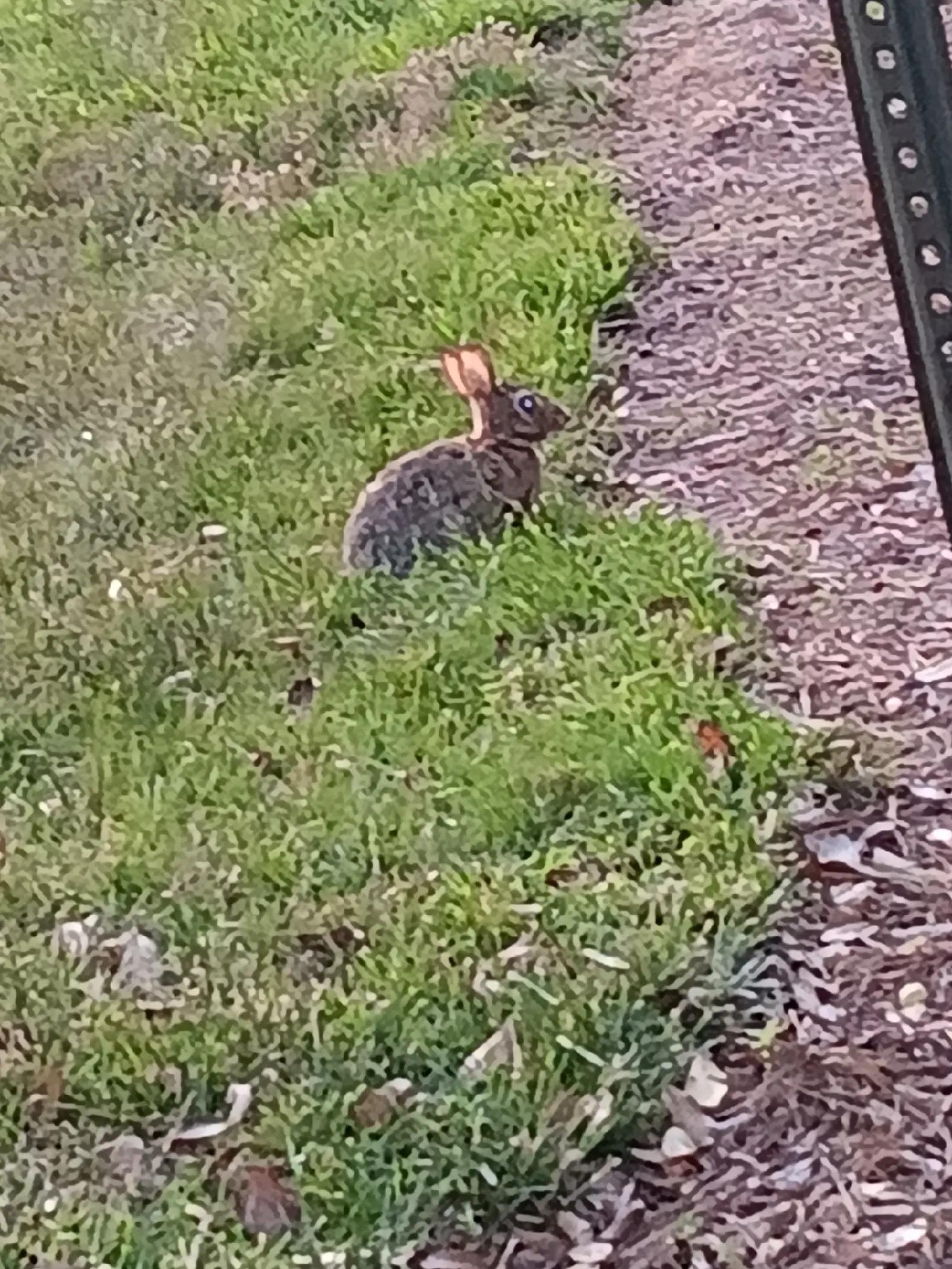 @irene aguilar