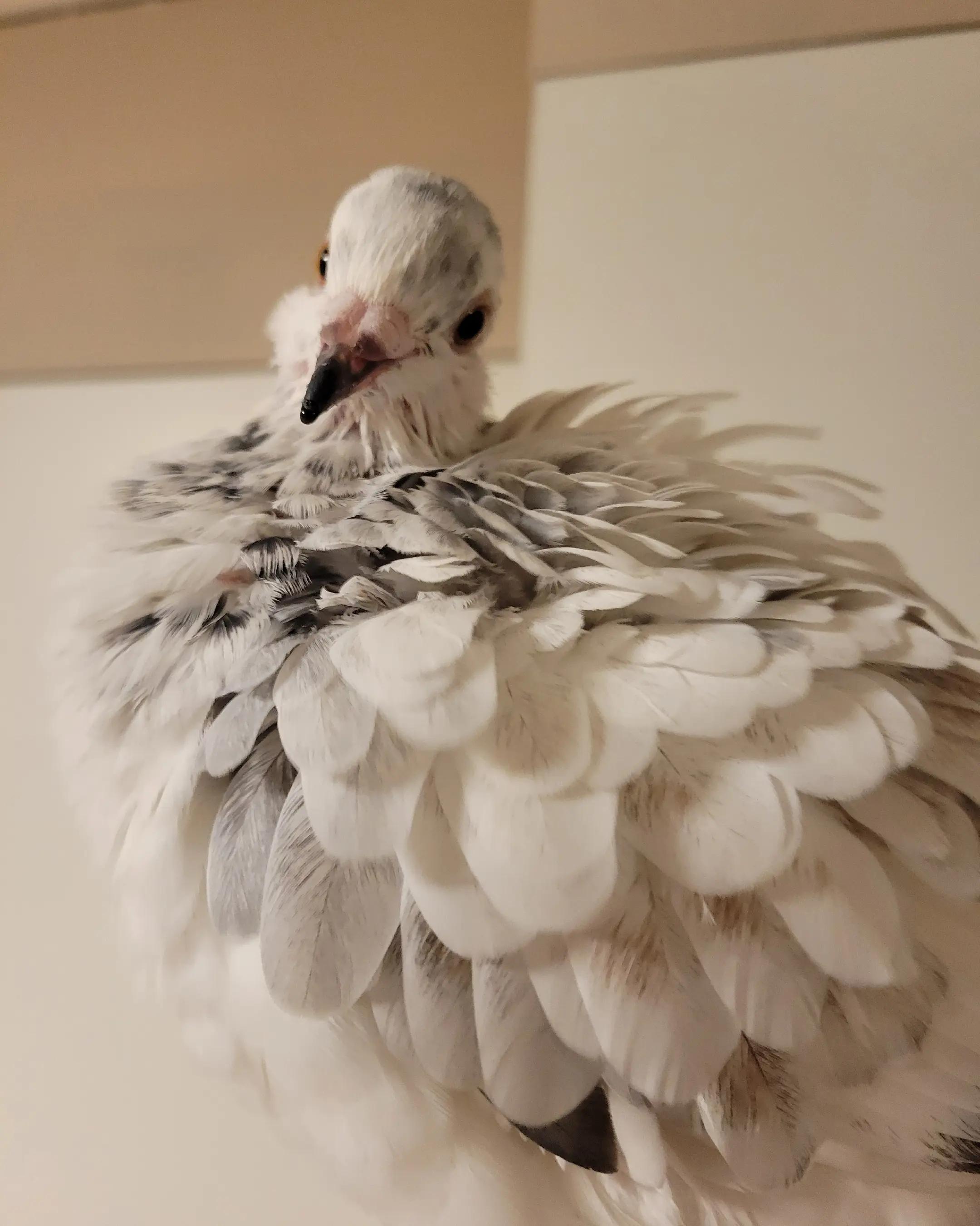 @prettypigeon