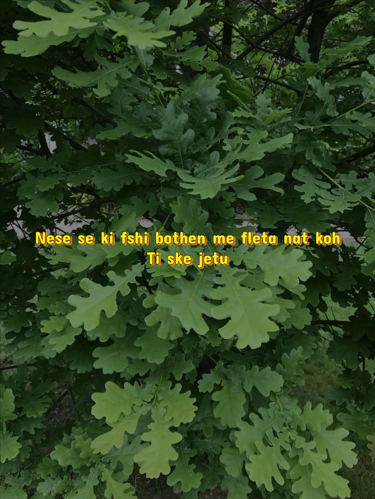 @Funny idiotic