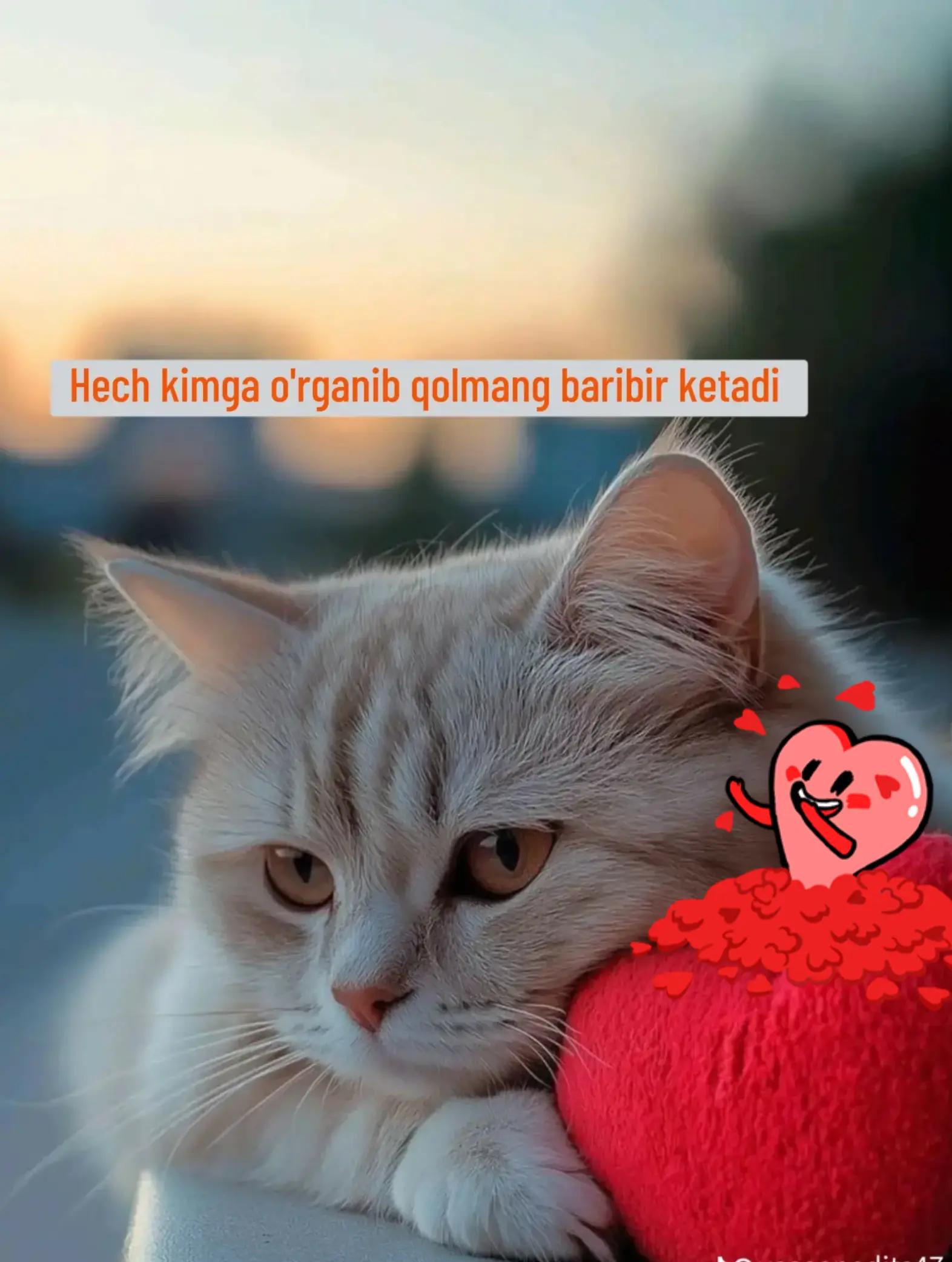 @kamela