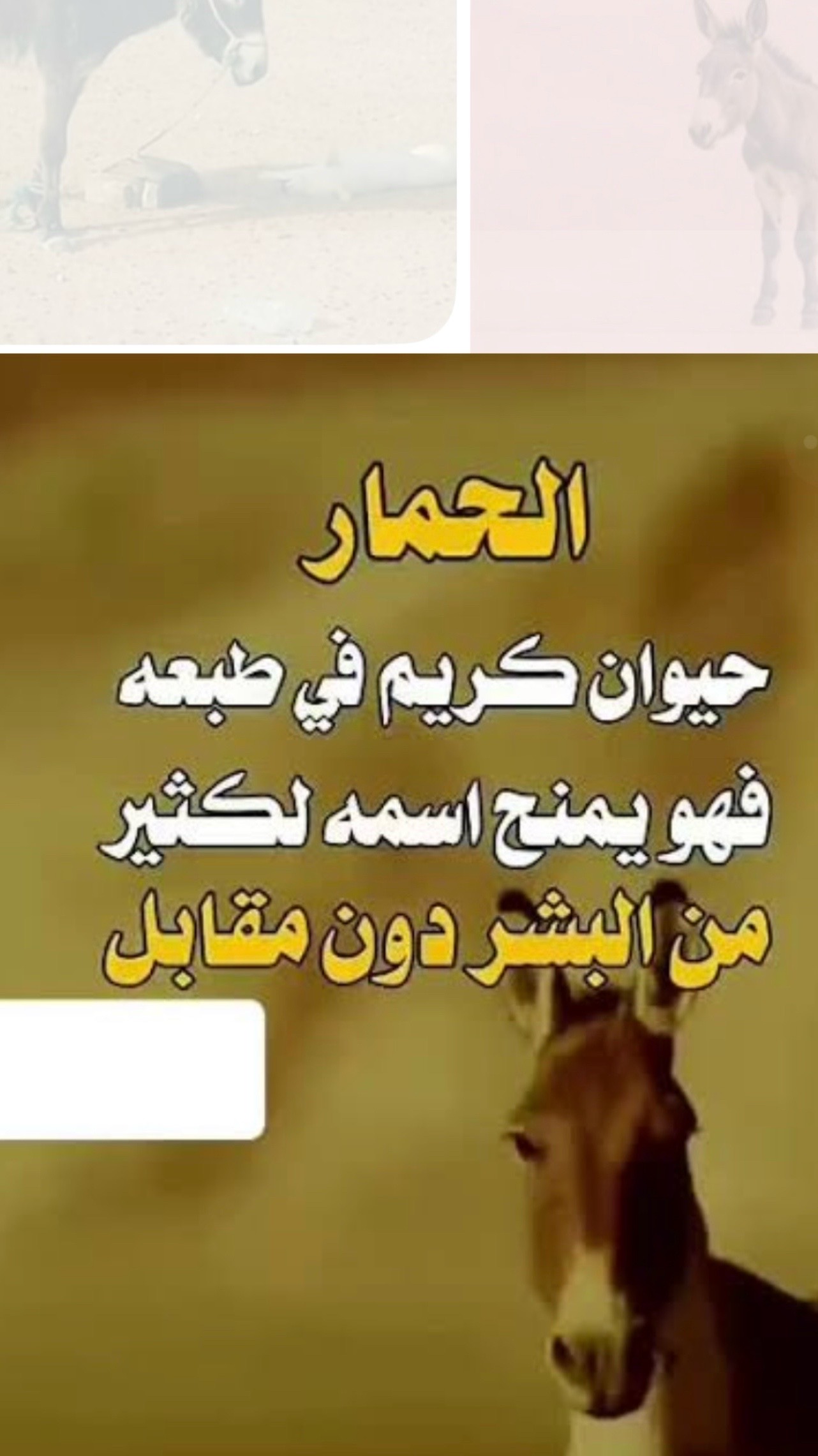 @ابن حضارة سبأ