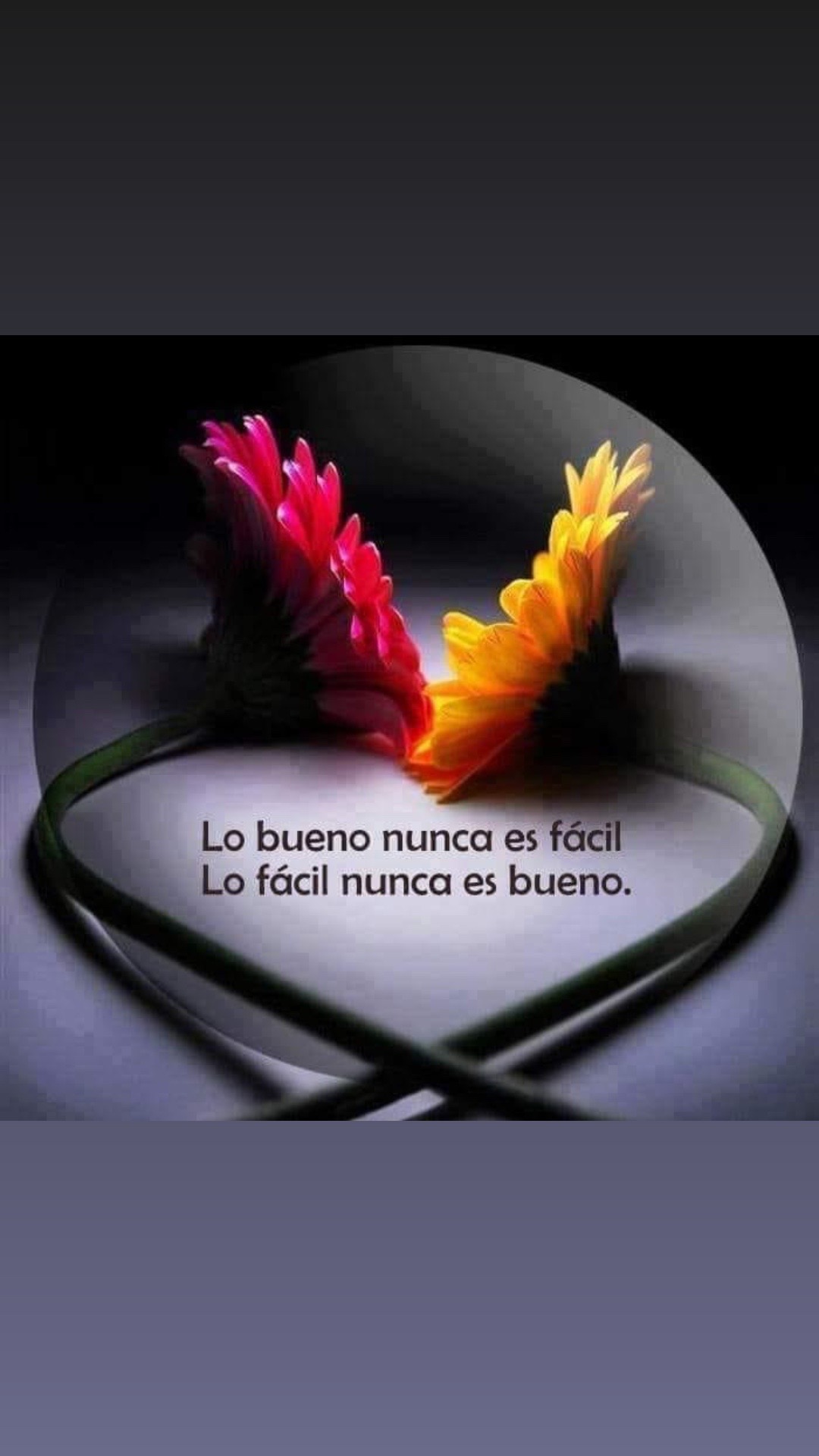 @Felisa