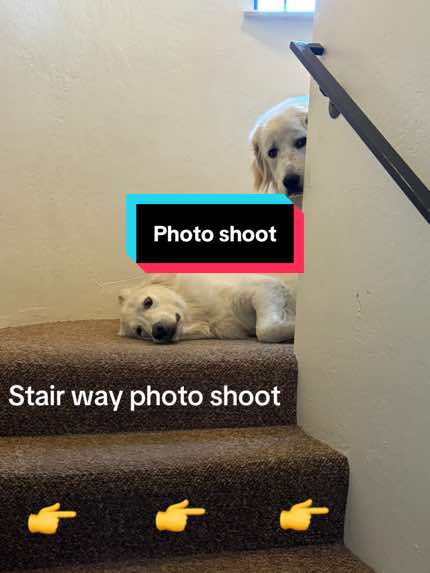 @PyreneesDogs