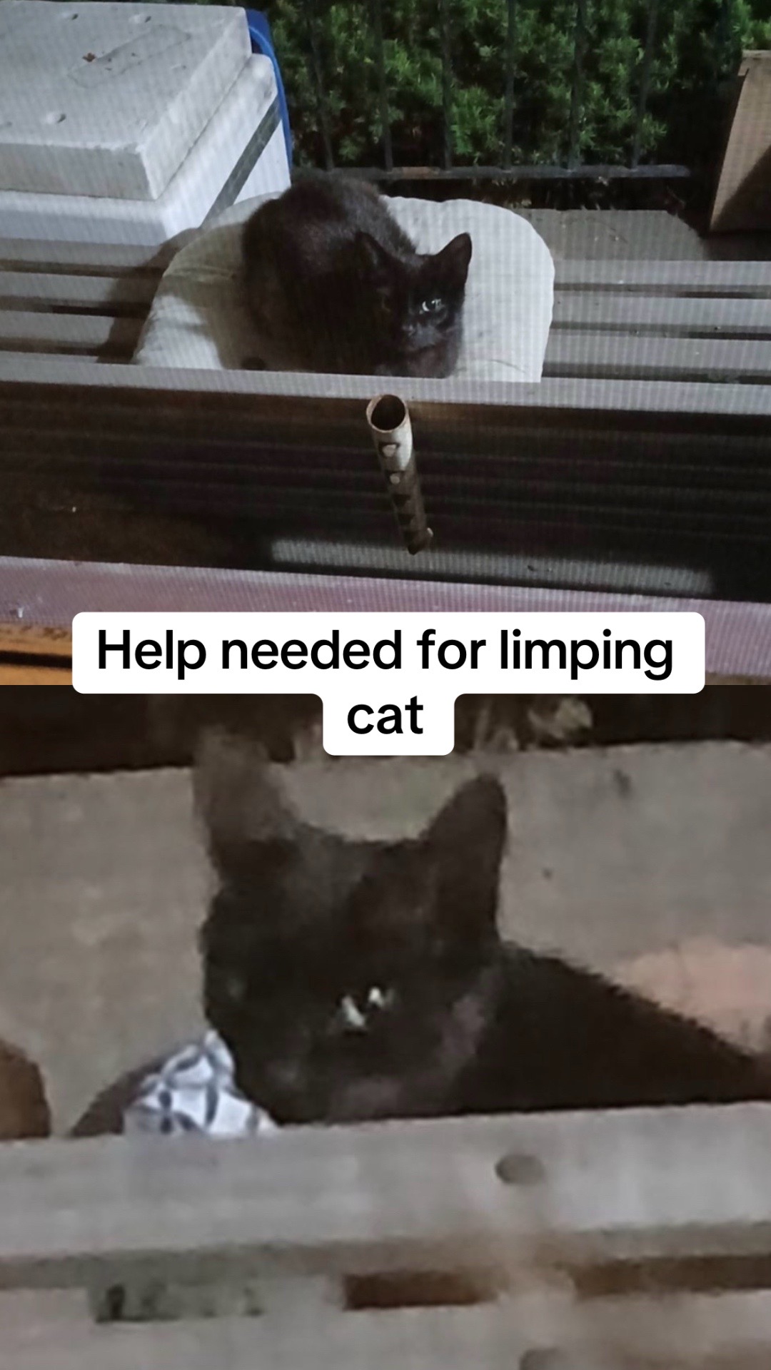 @Shaull Family Rescue