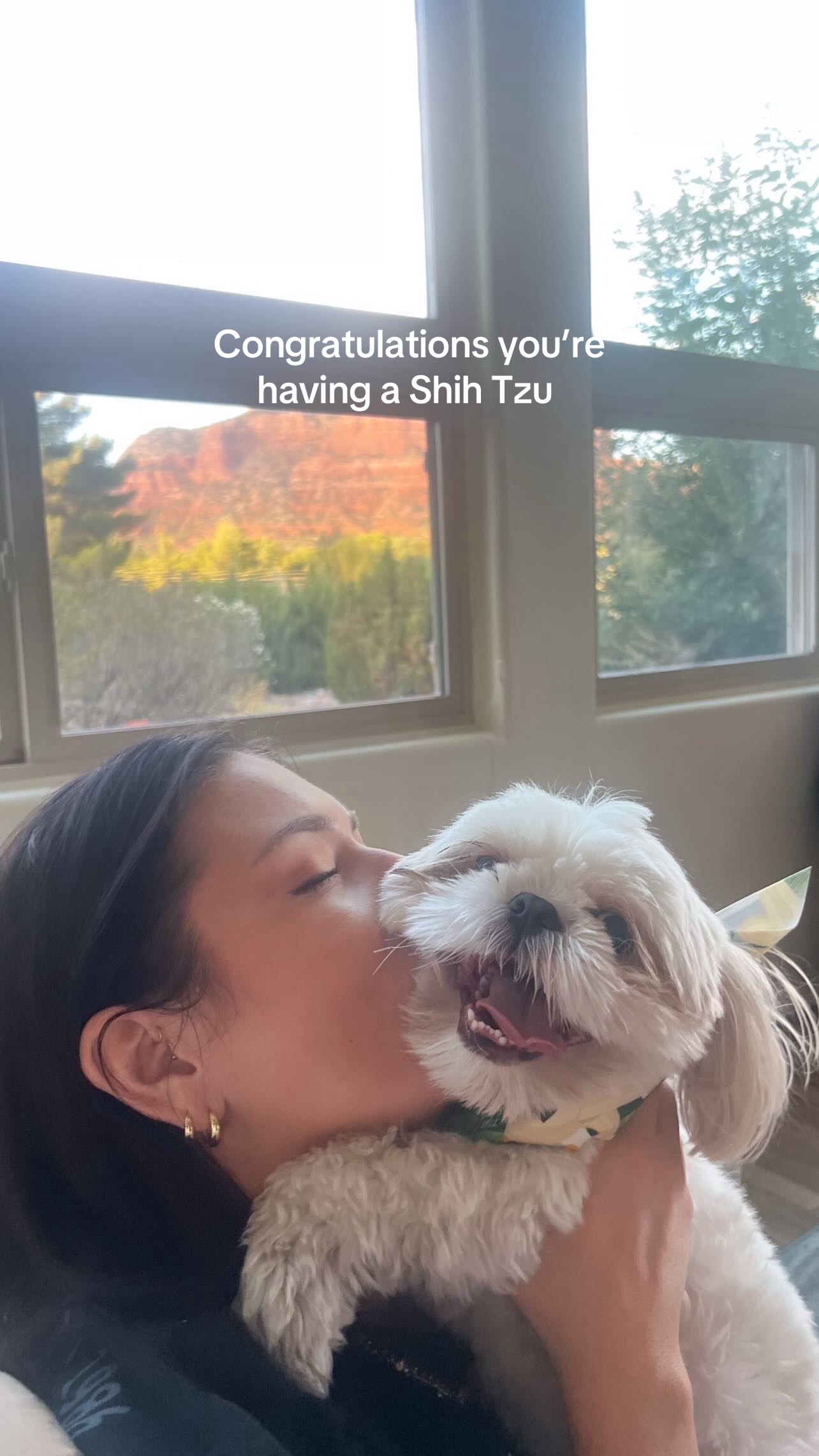 @Hugh the Shih Tzu