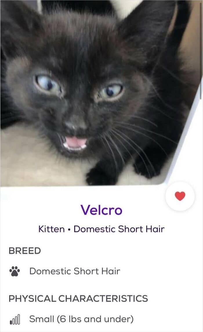 @cat memes