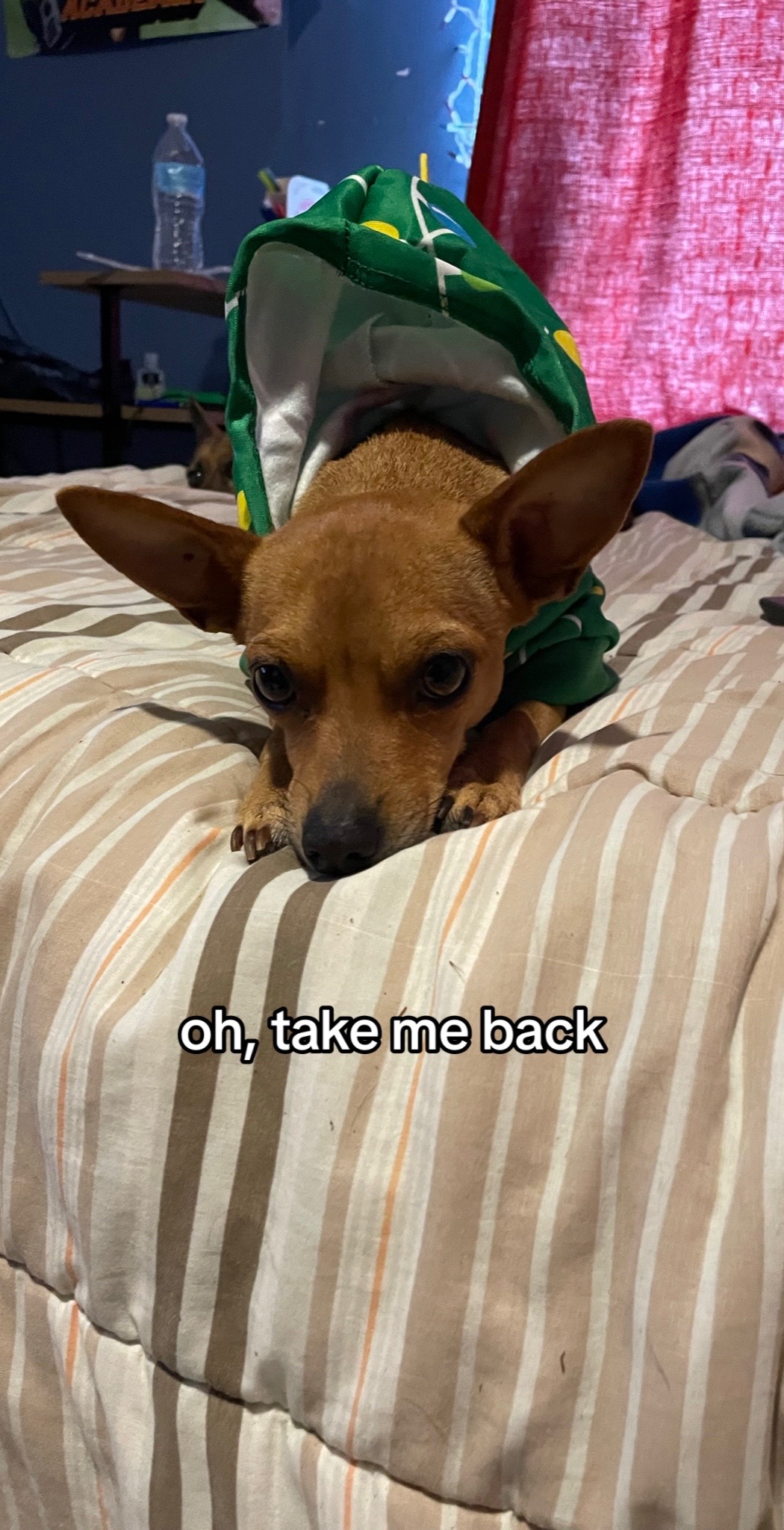@dani