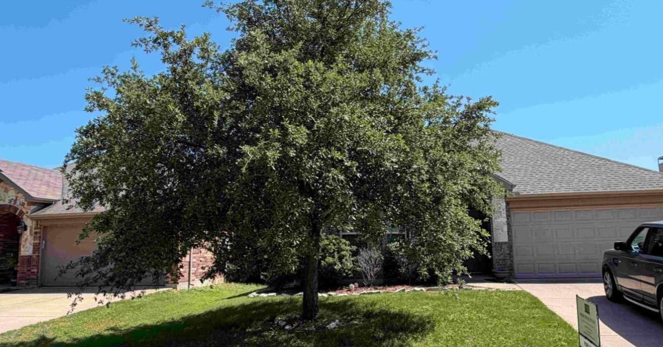 @Live Oak Tree Service