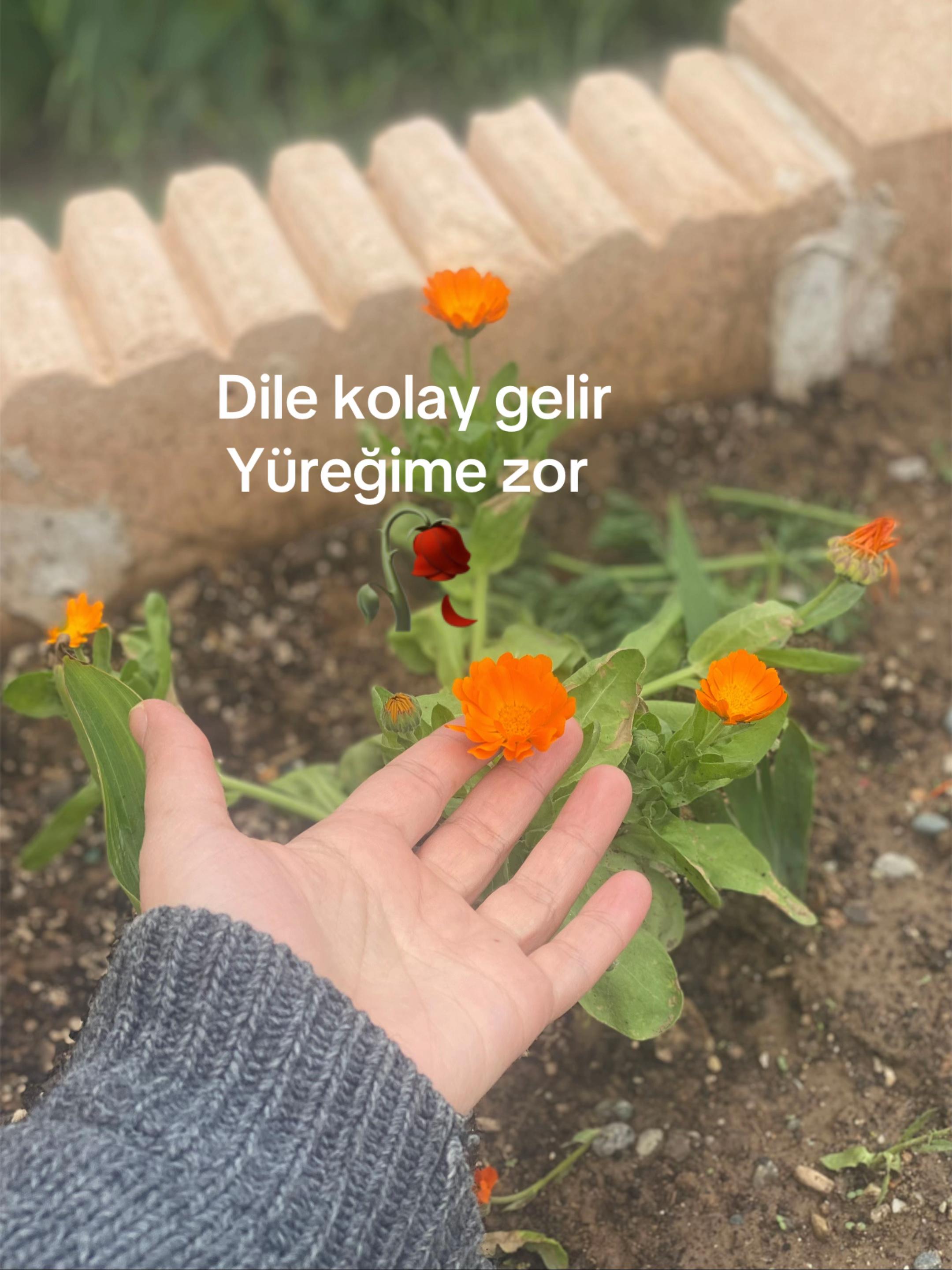 @Leyla y&uuml;ksel ipek