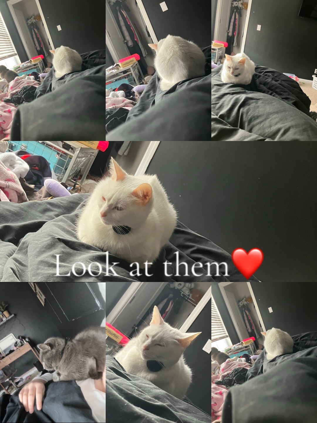 @Miss corcle lover🖤
